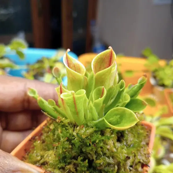 Heliamphora minor
