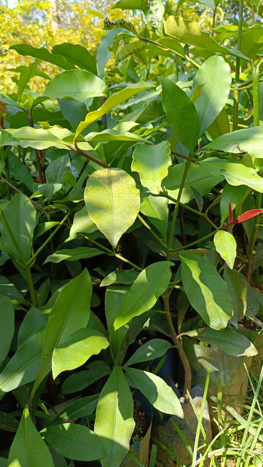 Baraba Fruit Plant - Exotic Variety - Keyfarm Wayanad