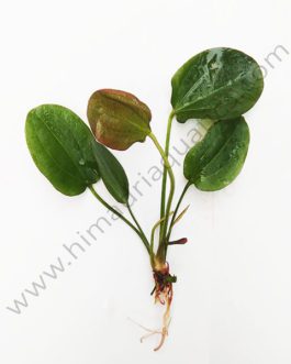 Echinodorus ozelot/ Red banana plant (large pot)