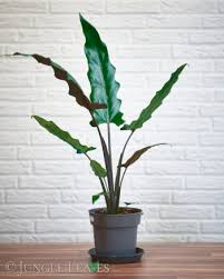Alocasia Lauterbachiana Live Plant – Rare Starter TC Plant – Foliages India