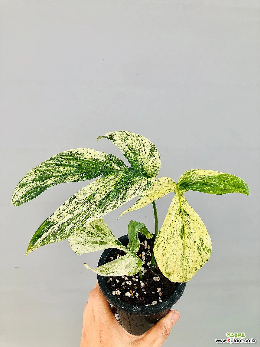 Philodendron Amydrium varigated