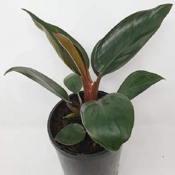 Congo Rojo Philodendron - Red Congo