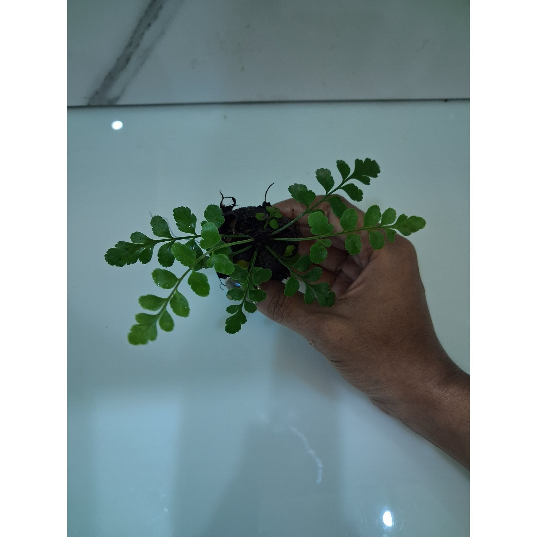 Austral Gem Fern potted indoor plant – ships pan-India