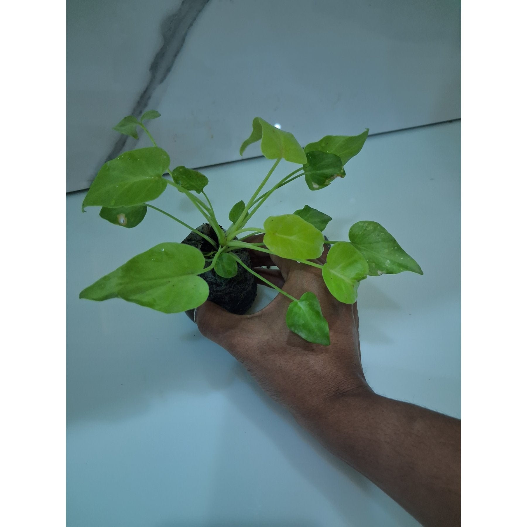 Philodendron Selloum Gold potted indoor plant – ships pan-India