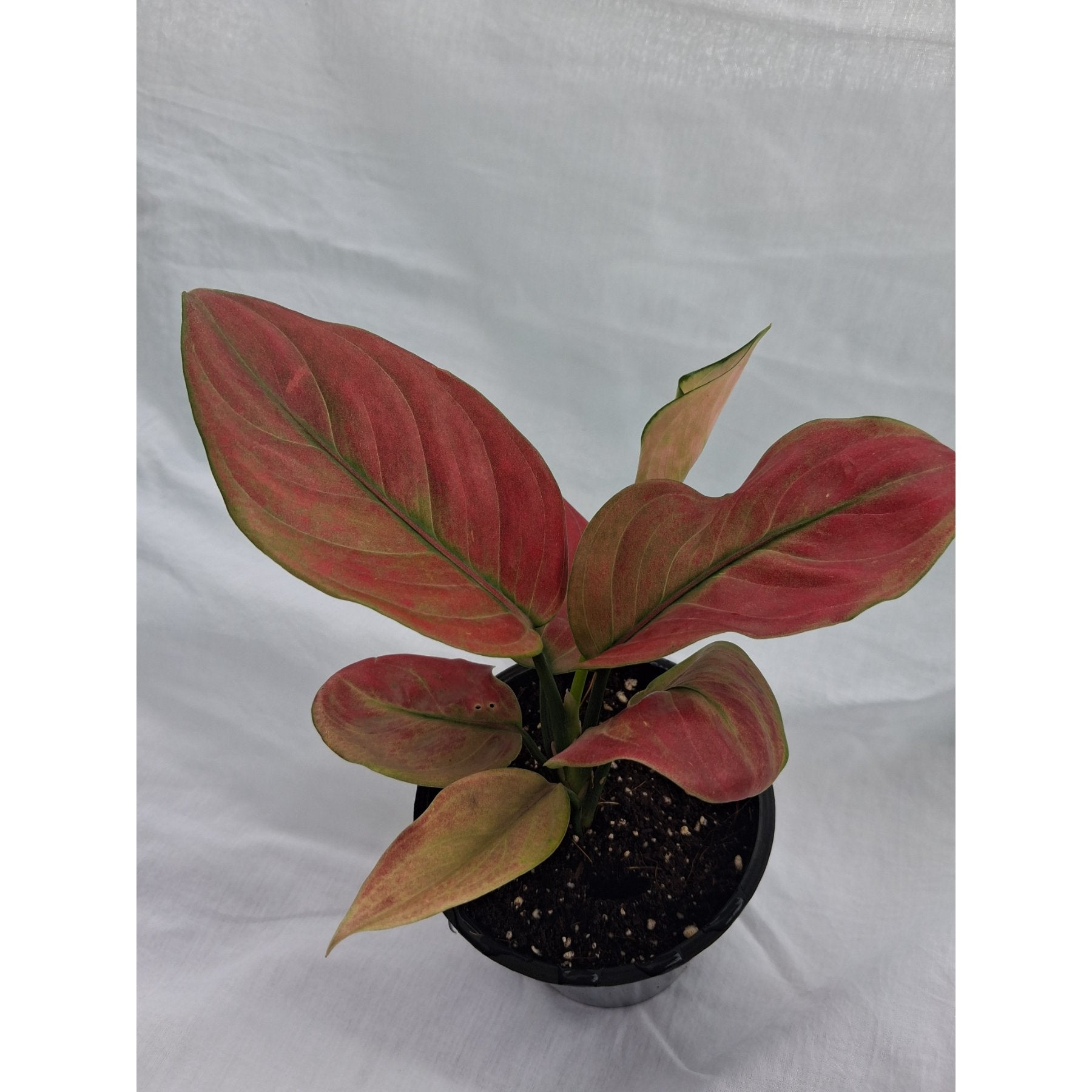 Aglaonema Red Apple close up leaf detail – healthy nursery plant – Foliages.in