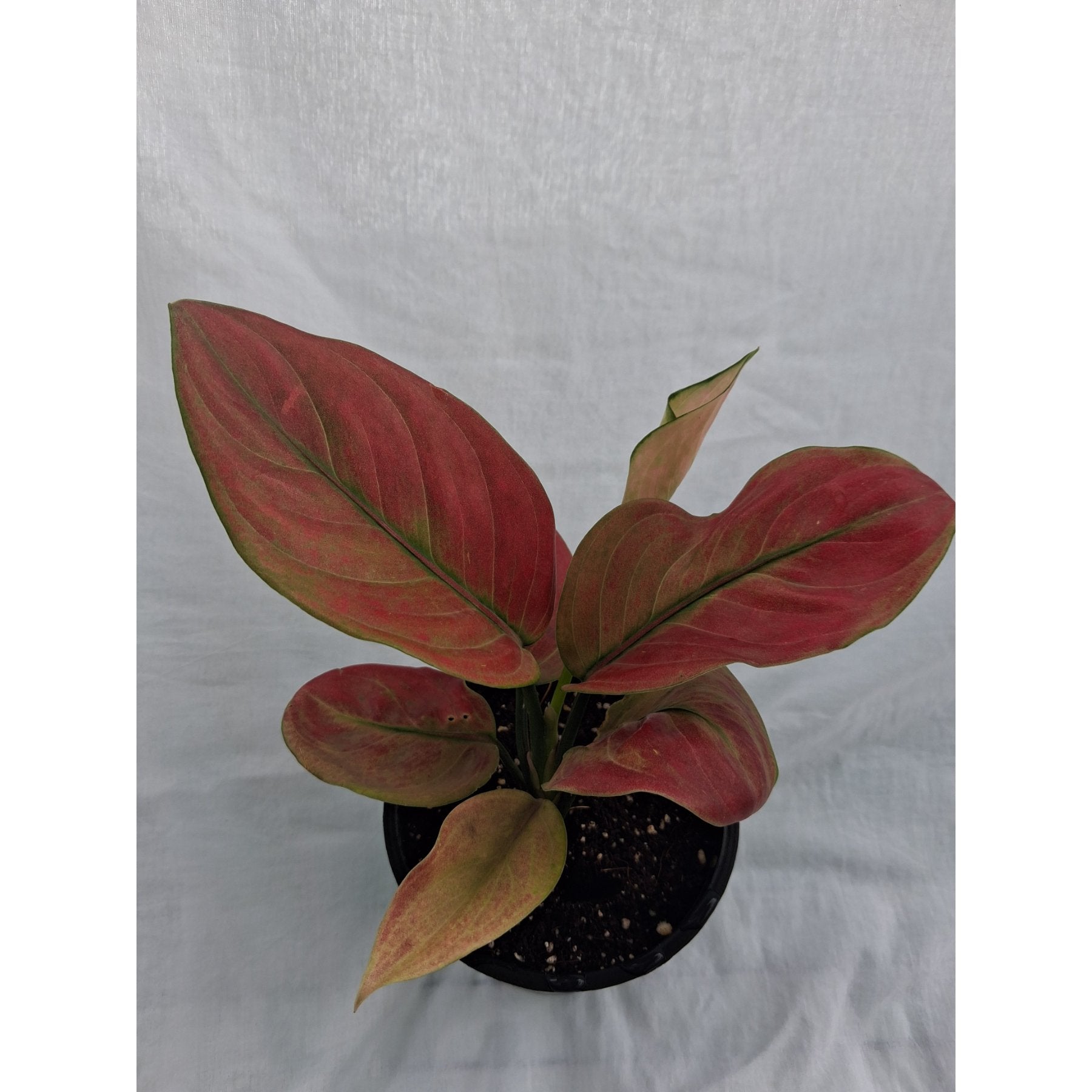 Aglaonema Red Apple close up leaf detail – healthy nursery plant – Foliages.in