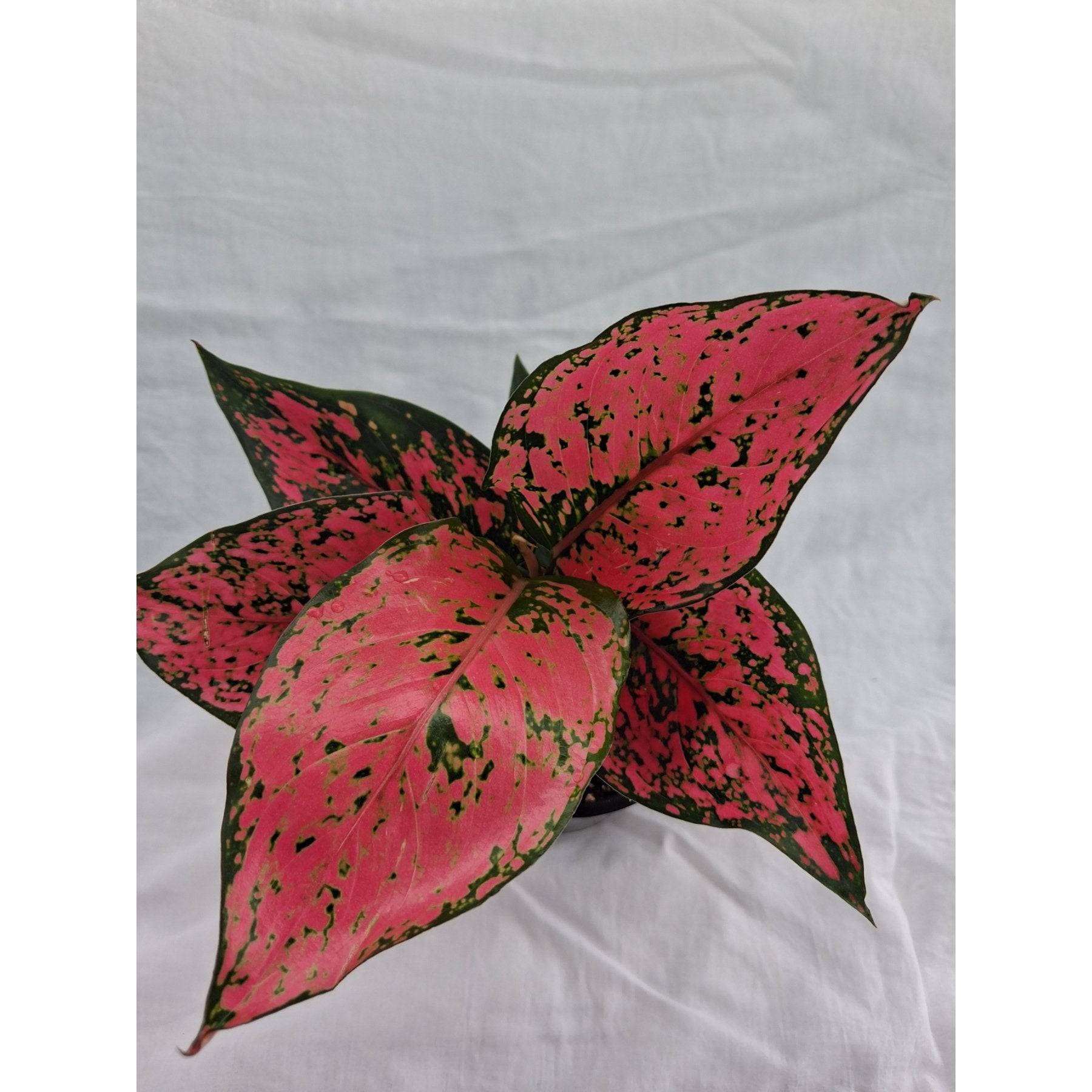 Aglaonema Red Kumkum – Aglaonema Red Kumkum with vibrant red and green foliage in natural light – Foliages India