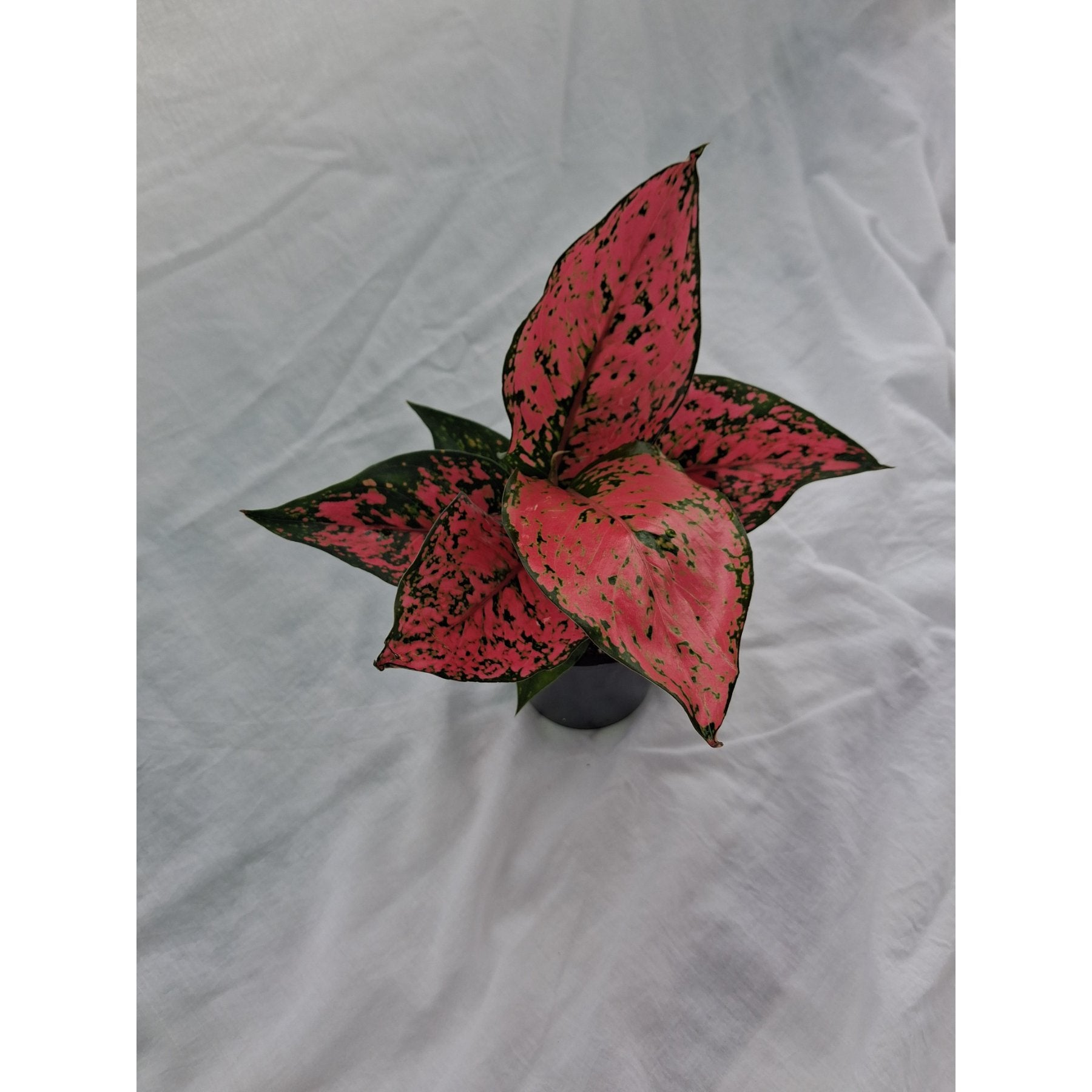 Aglaonema Red Kumkum close up leaf detail – healthy nursery plant – Foliages.in