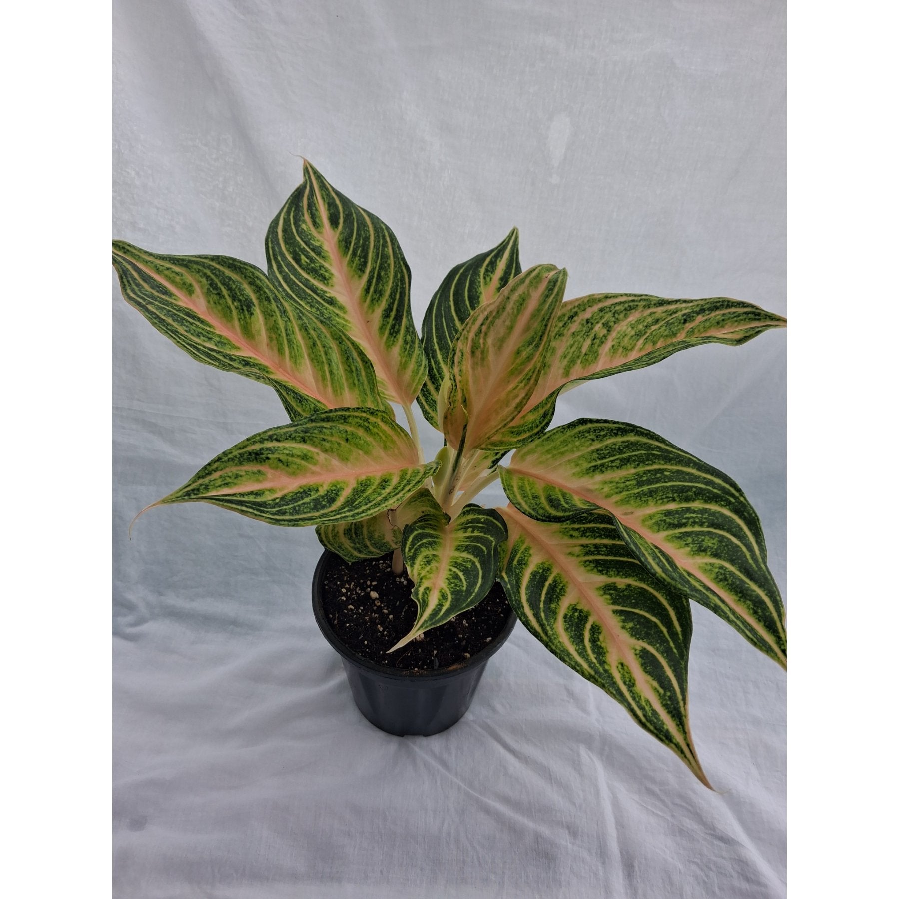Aglaonema Pink Panama – Aglaonema 'Pink Panama' plant with striking pink and green variegated leaves – Foliages India