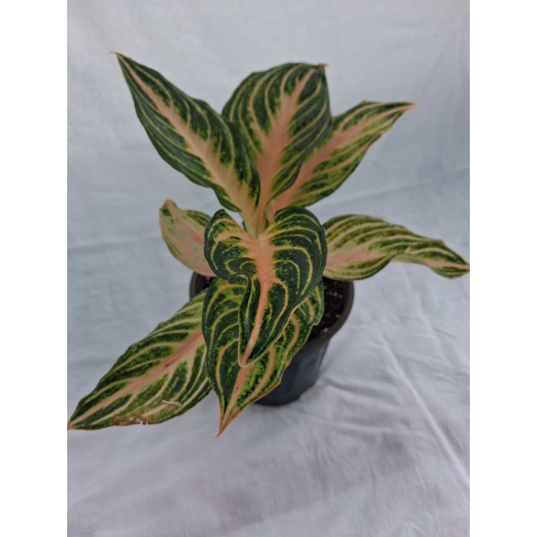 Aglaonema Peach Panama – Aglaonema Peach Panama with vibrant pink and green foliage – Foliages India