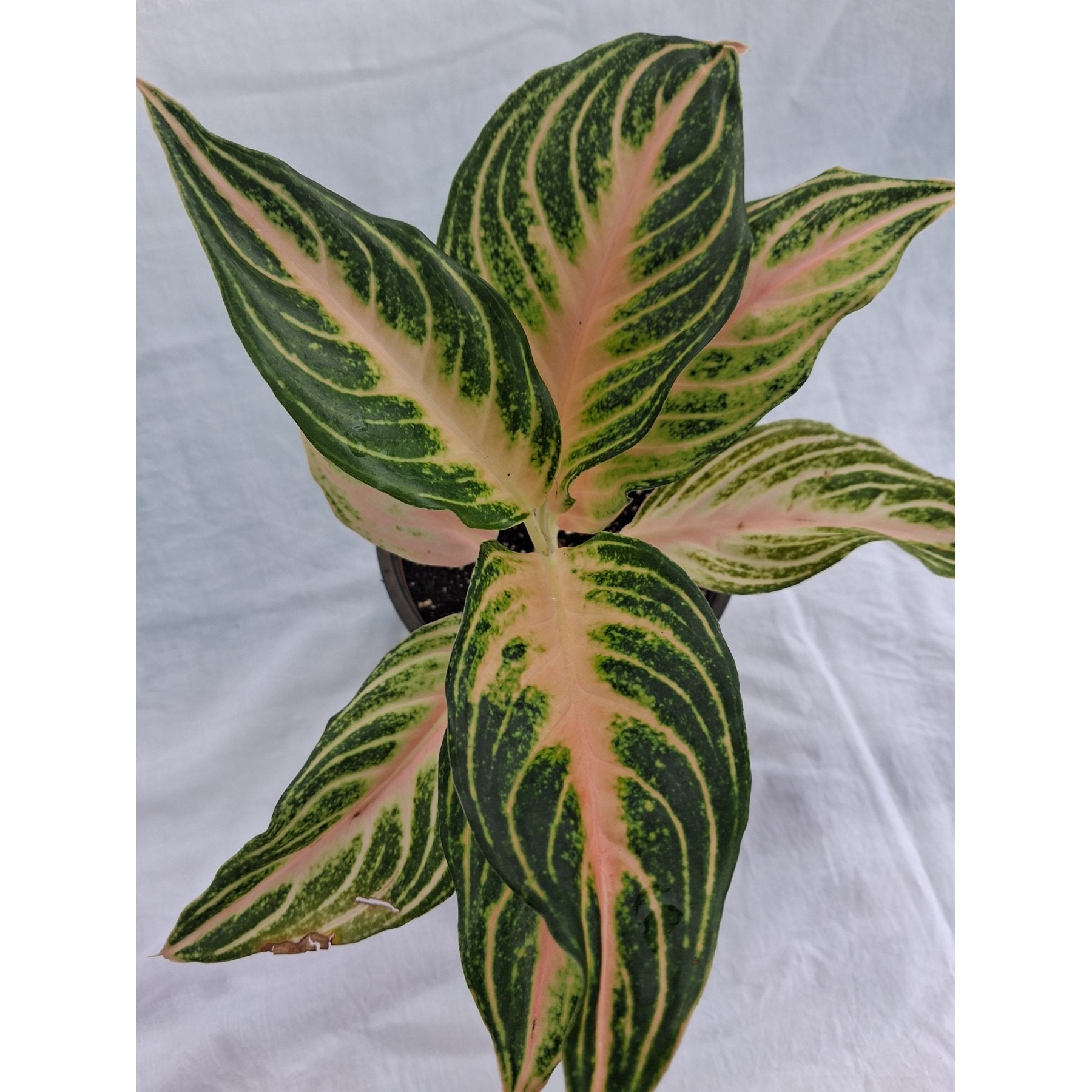 Aglaonema Peach Panama close up leaf detail – healthy nursery plant – Foliages.in