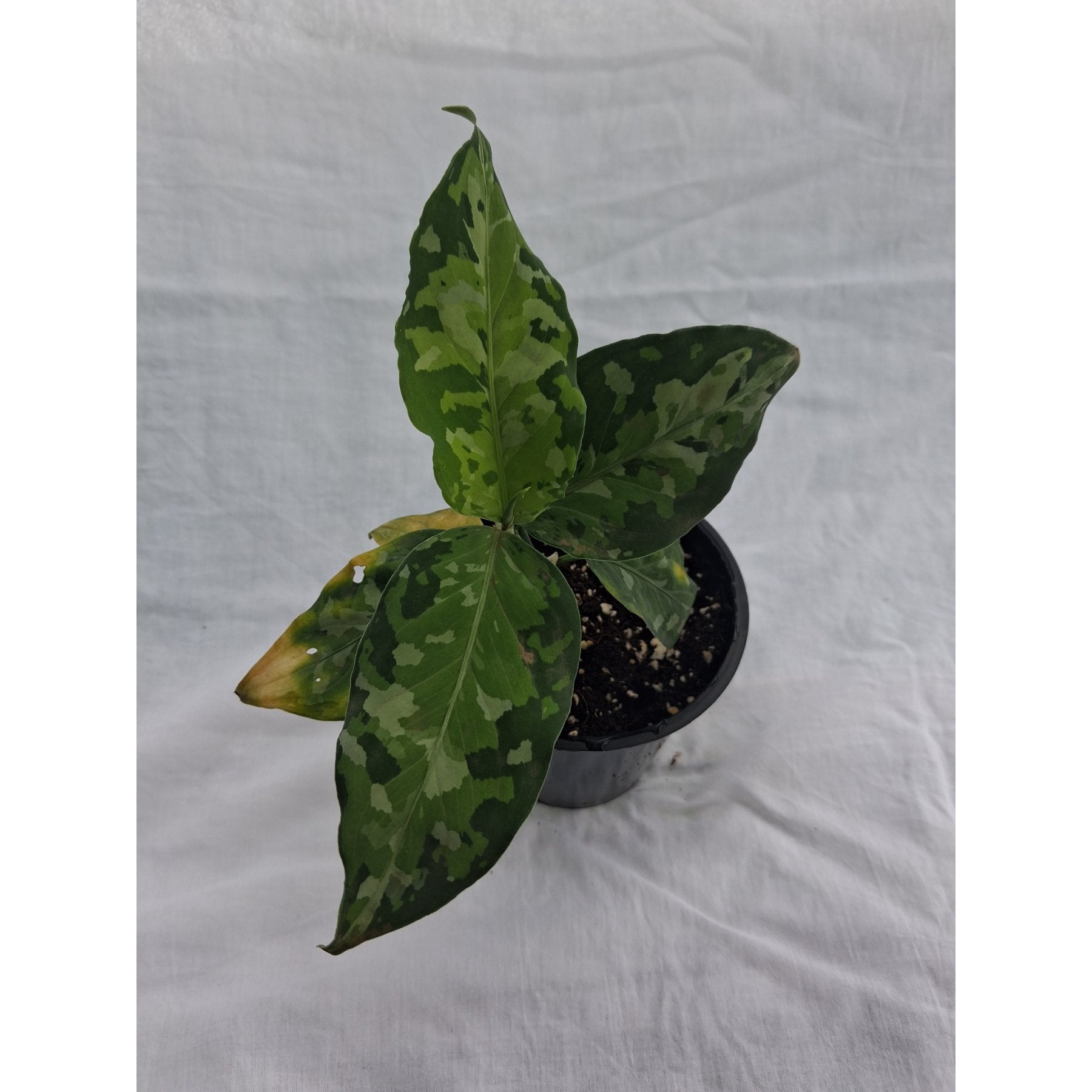 Painted Aglaonema Tricolor close up leaf detail – healthy nursery plant – Foliages.in