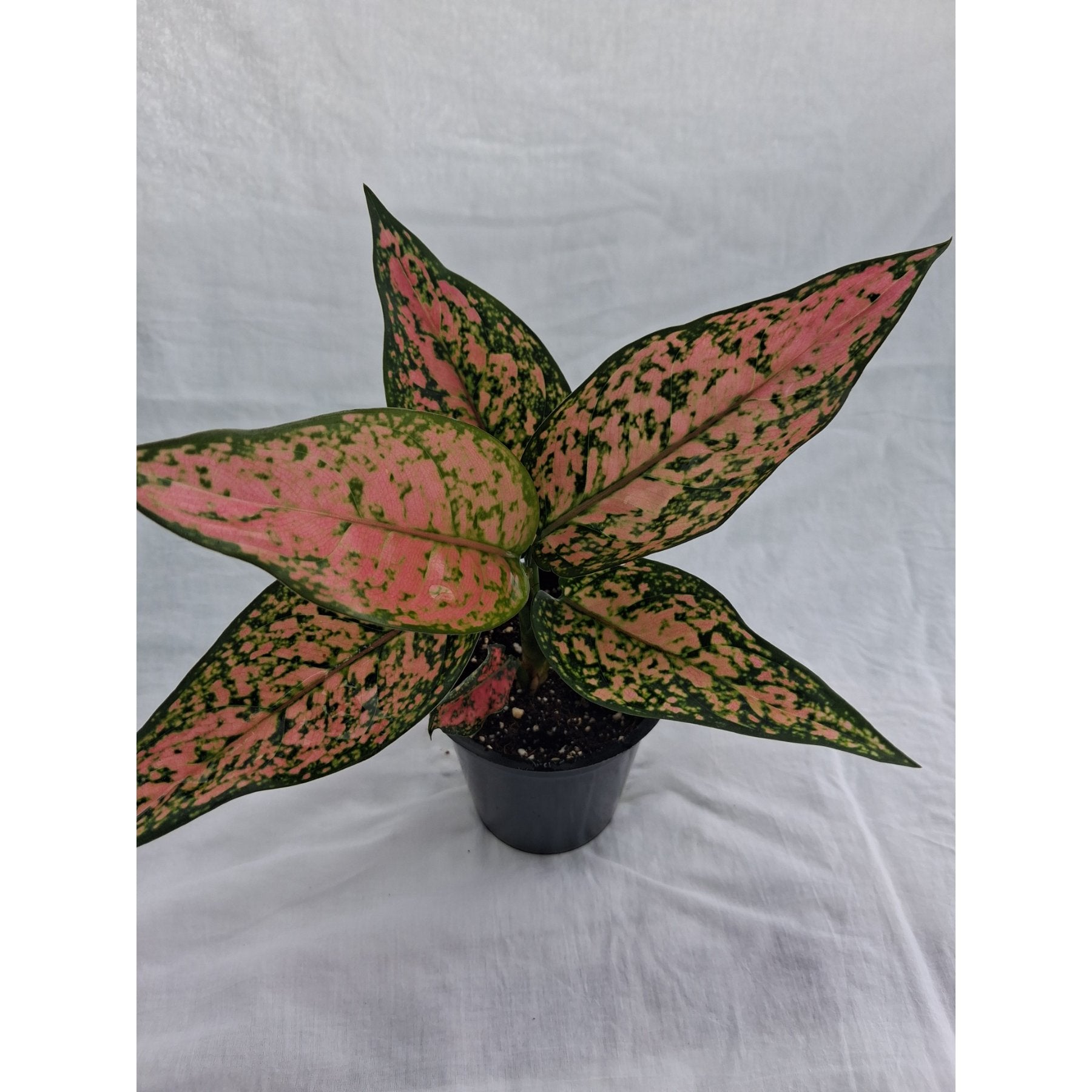 Aglaonema Pink / Chinese Evergreen Pink close up leaf detail – healthy nursery plant – Foliages.in