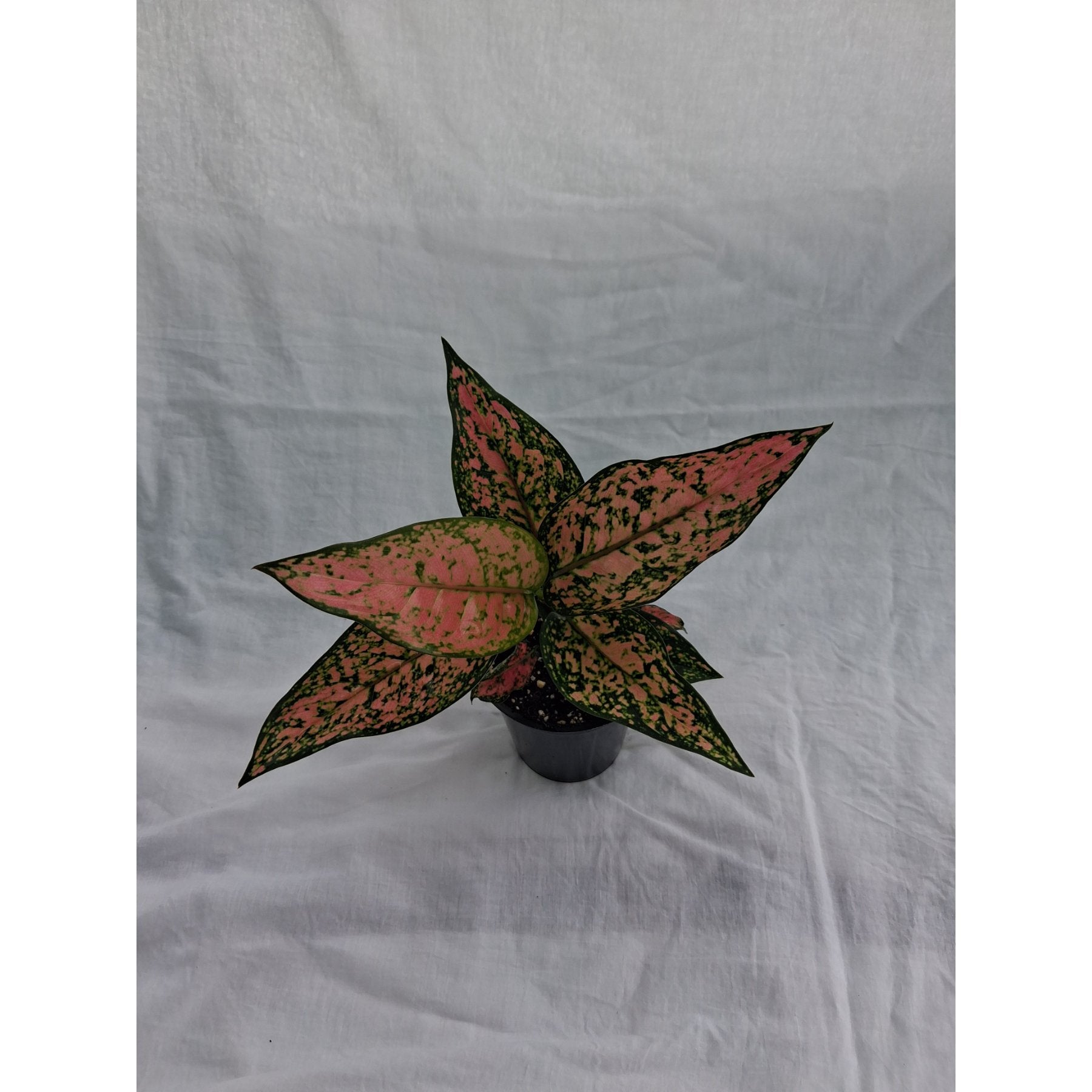 Aglaonema Pink / Chinese Evergreen Pink close up leaf detail – healthy nursery plant – Foliages.in