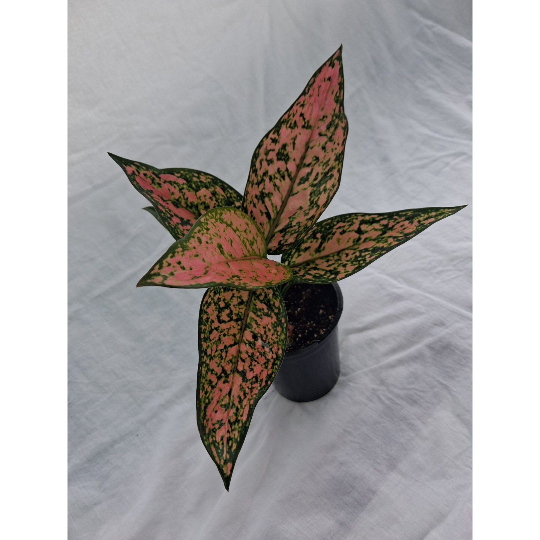 Aglaonema Pink / Chinese Evergreen Pink – Aglaonema Pink plant with vibrant green and pink variegated foliage in natural l...