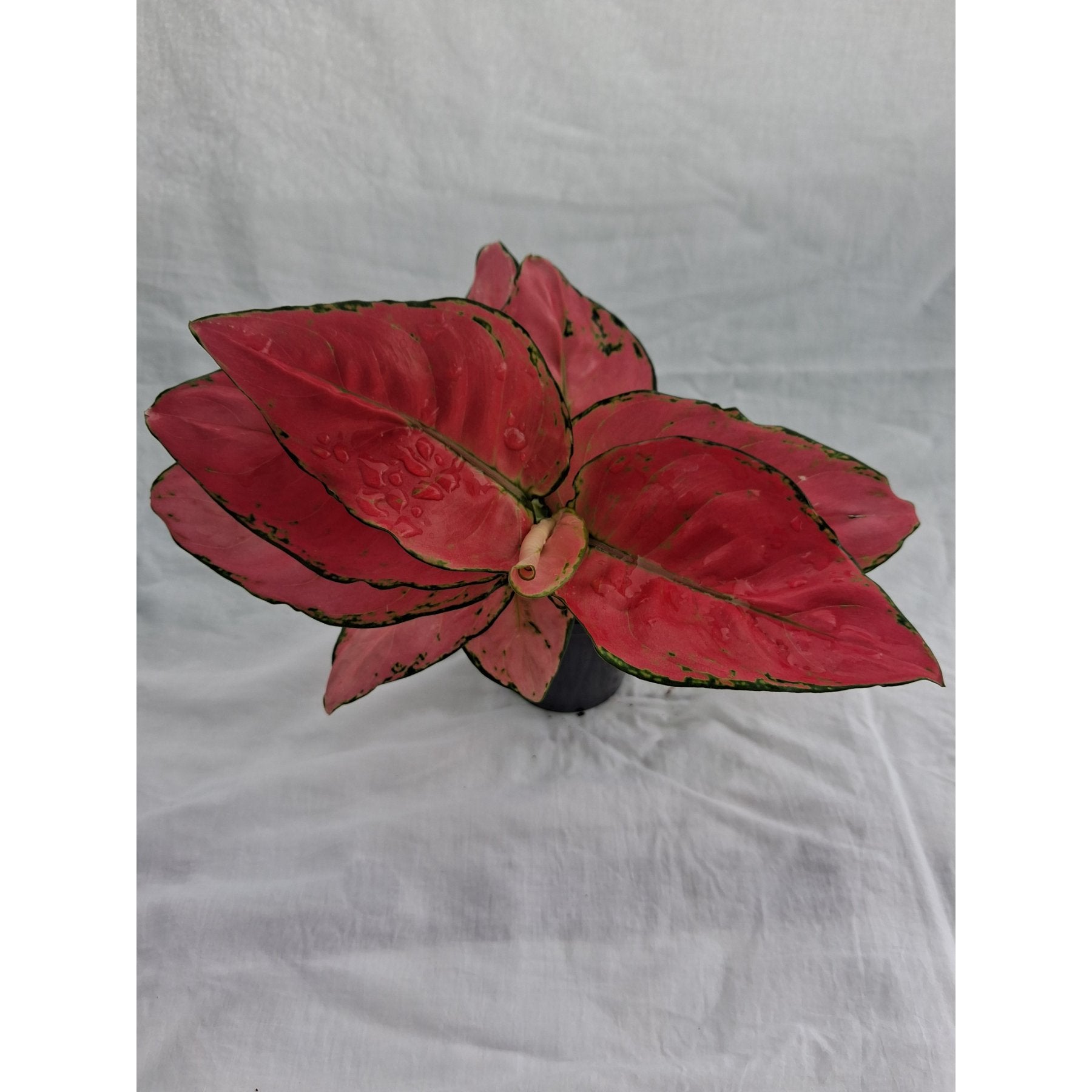 Aglaonema Pink Anjamani close up leaf detail – healthy nursery plant – Foliages.in