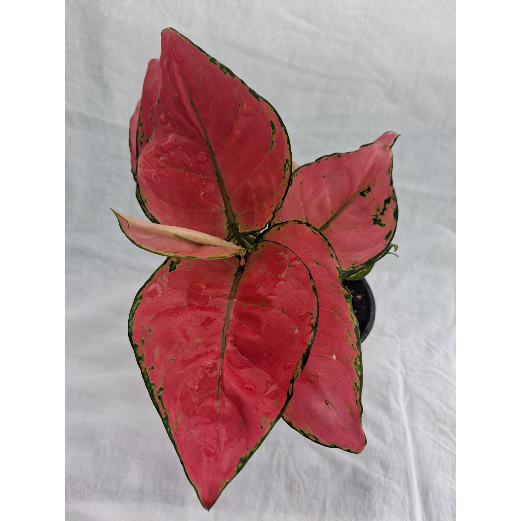 Aglaonema Pink Anjamani – Aglaonema Pink Anjamani plant with vibrant pink and green leaves, lush foliage – Foliages India