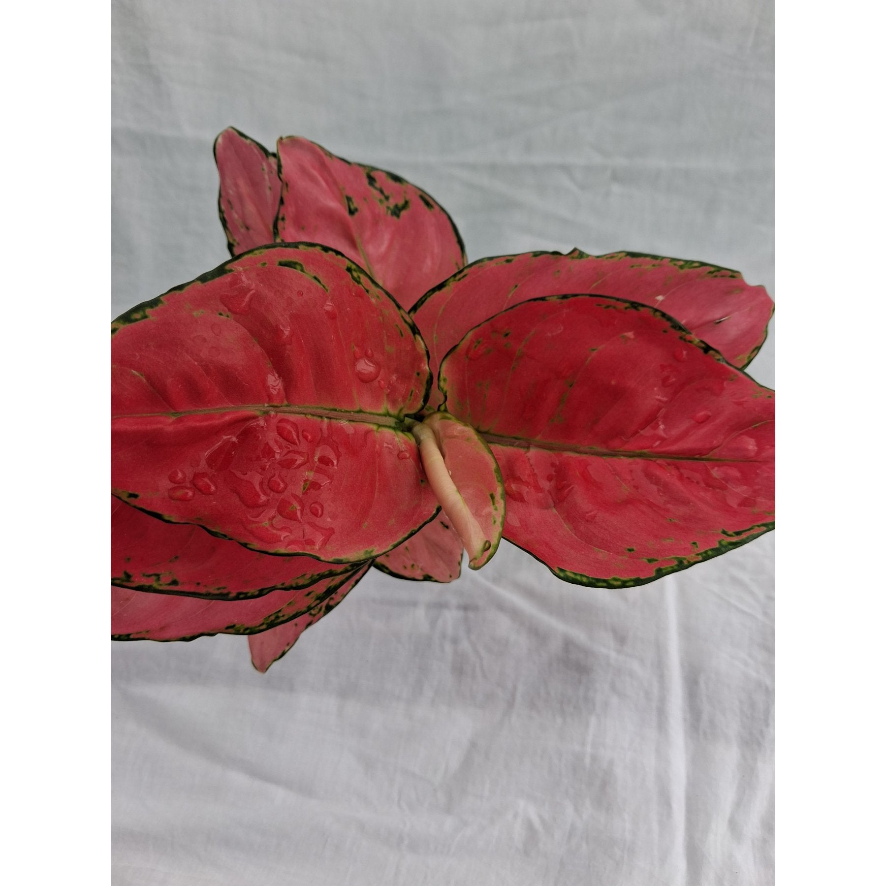 Aglaonema Pink Anjamani close up leaf detail – healthy nursery plant – Foliages.in