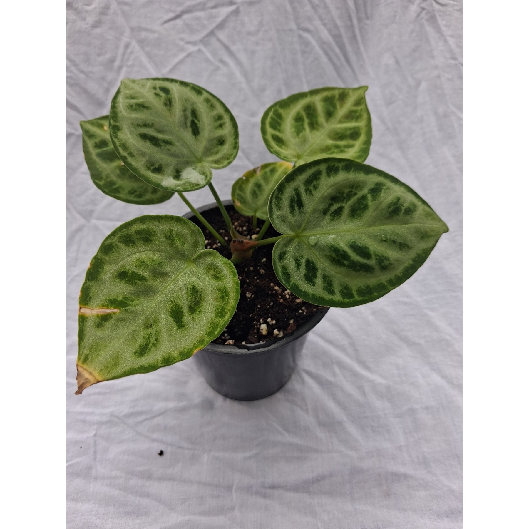 Anthurium Doriaki Silver Hybrid close up leaf detail – healthy nursery plant – Foliages.in