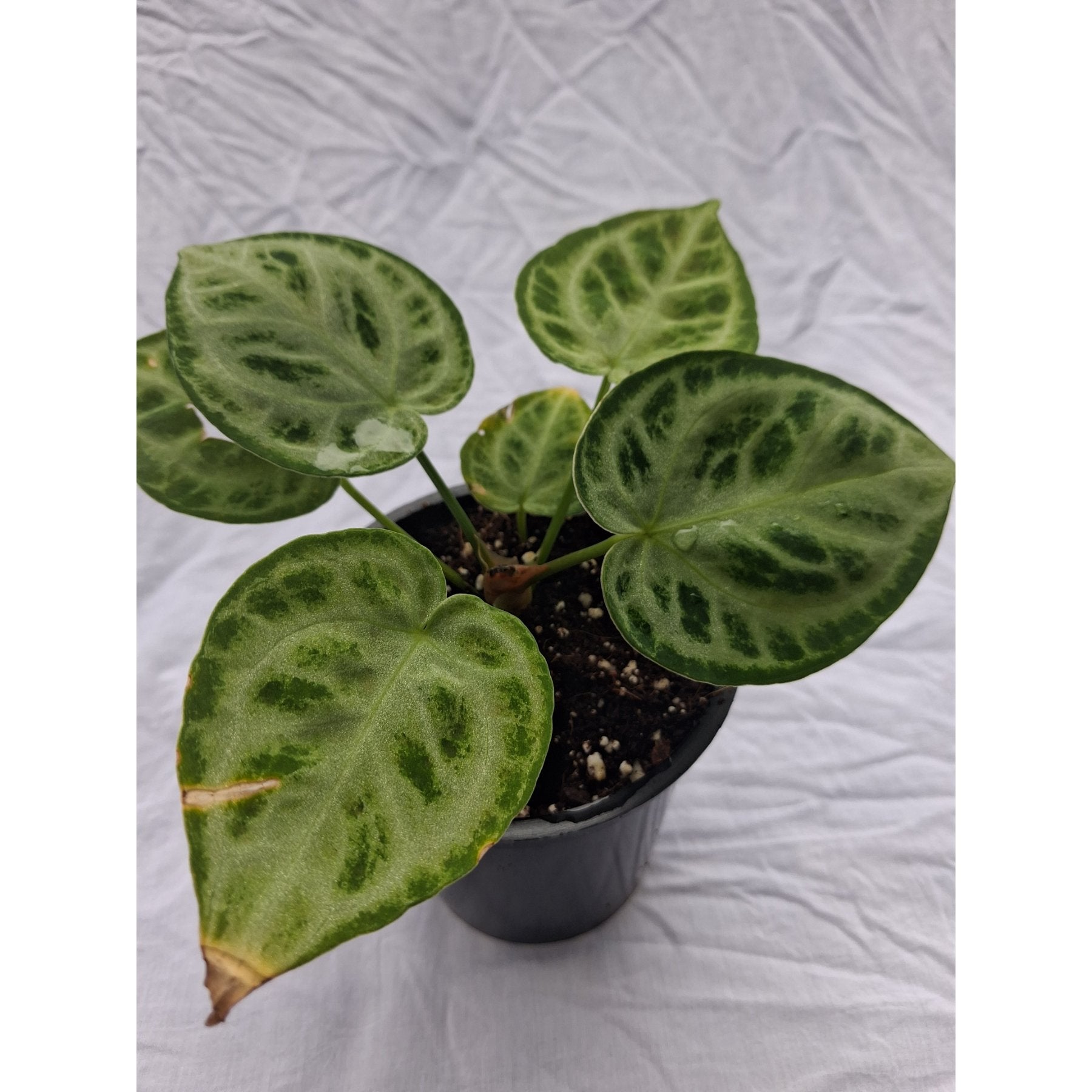 Anthurium Doriaki Silver Hybrid close up leaf detail – healthy nursery plant – Foliages.in