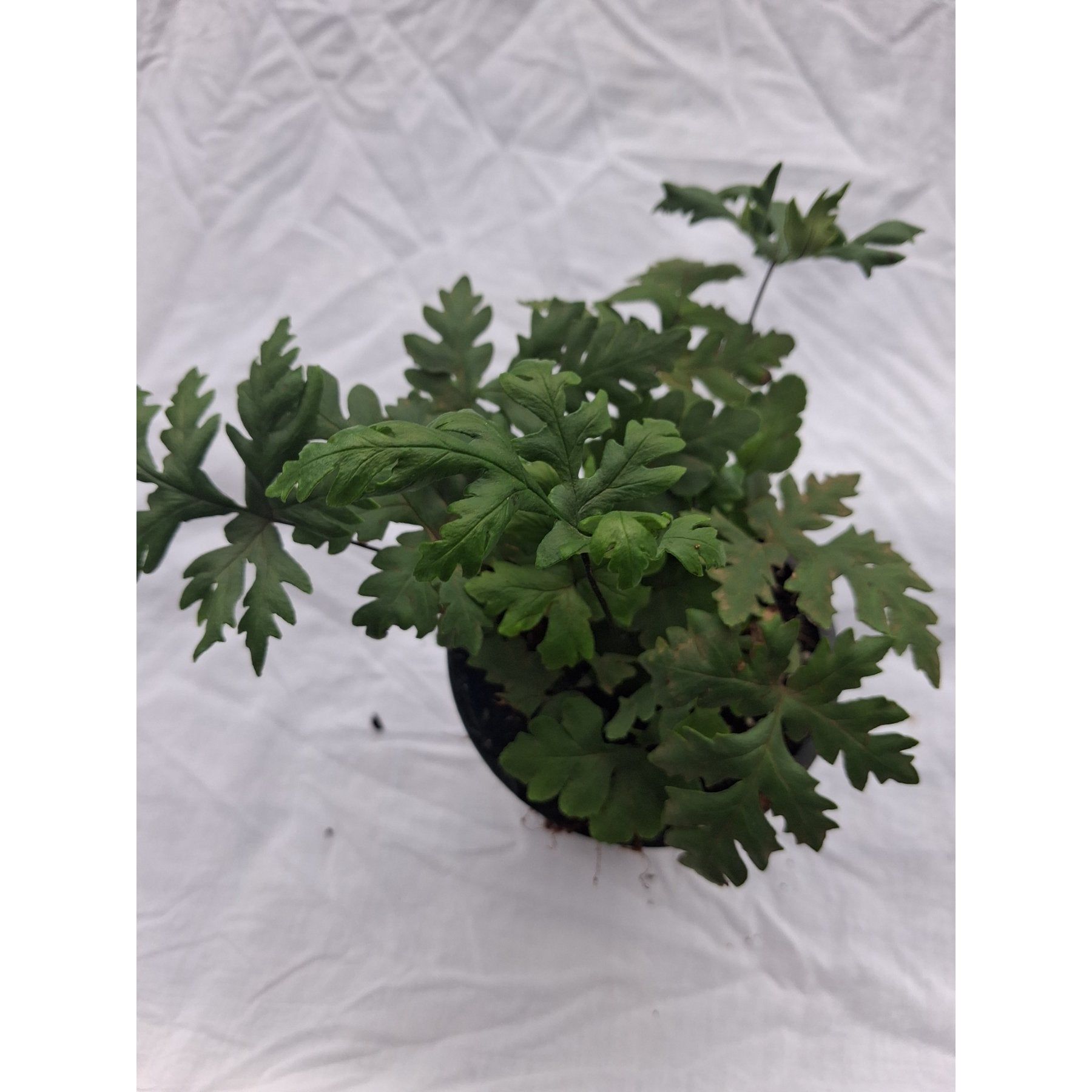 Doryopteris Concolor Fern close up leaf detail – healthy nursery plant – Foliages.in