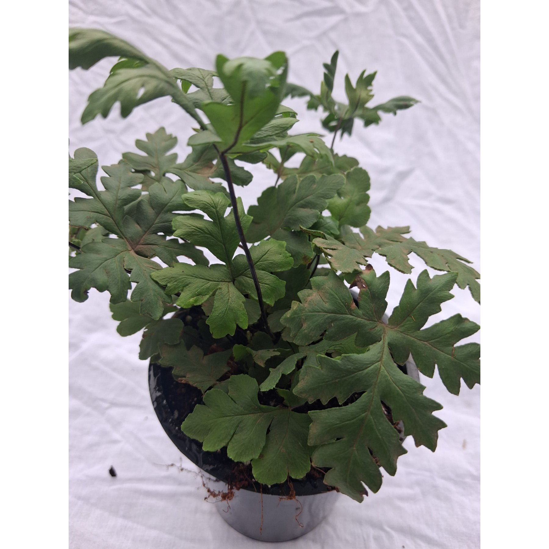 Doryopteris Concolor Fern close up leaf detail – healthy nursery plant – Foliages.in