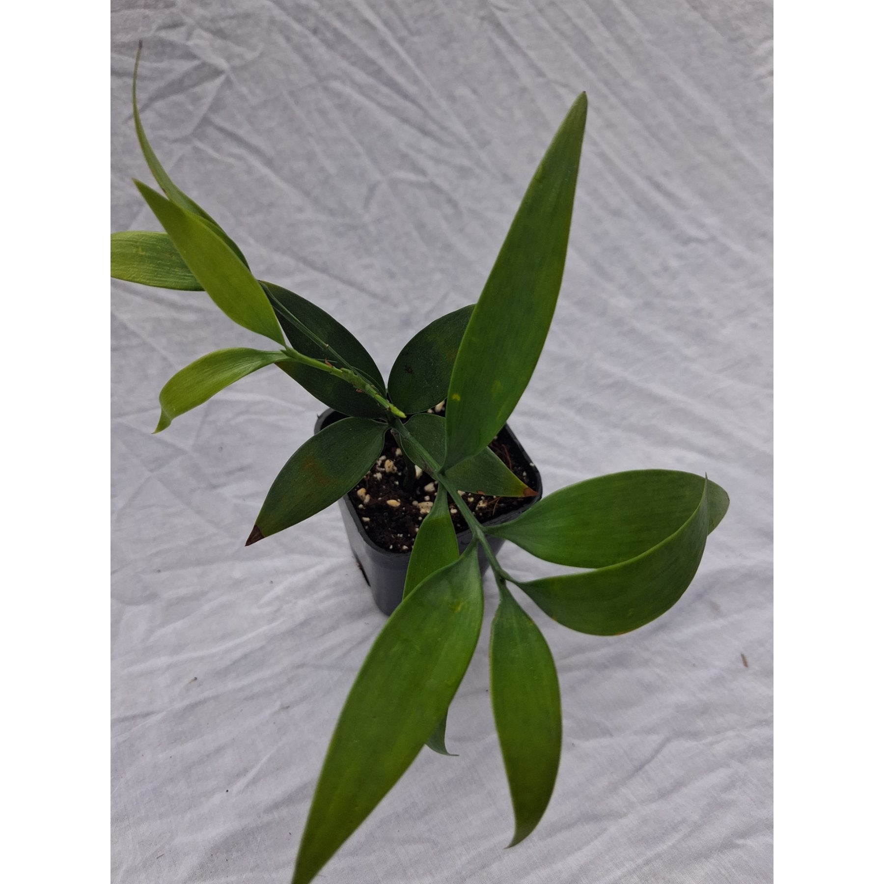 Asian Bayberry close up leaf detail – healthy nursery plant – Foliages.in