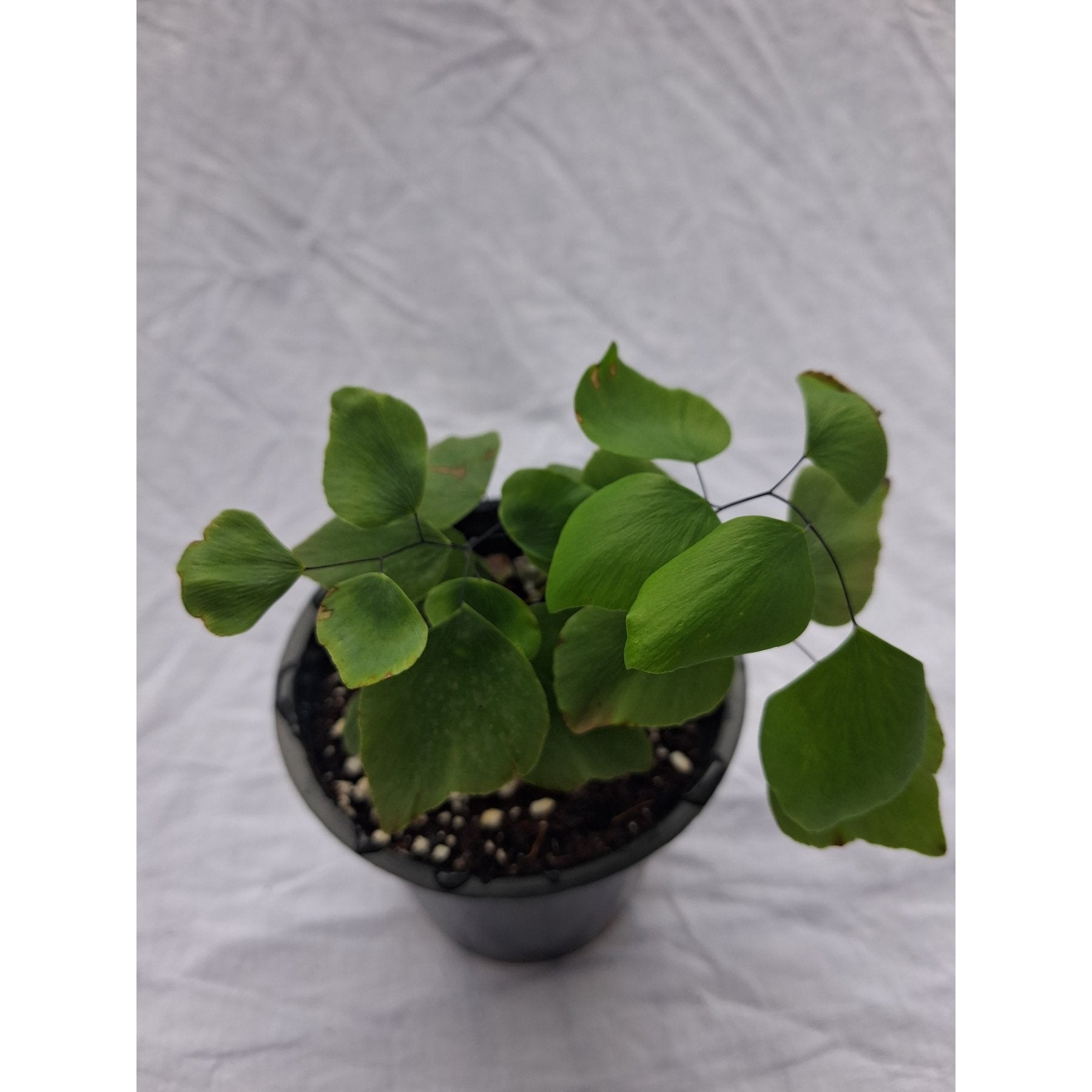Silver Dollar Fern close up leaf detail – healthy nursery plant – Foliages.in