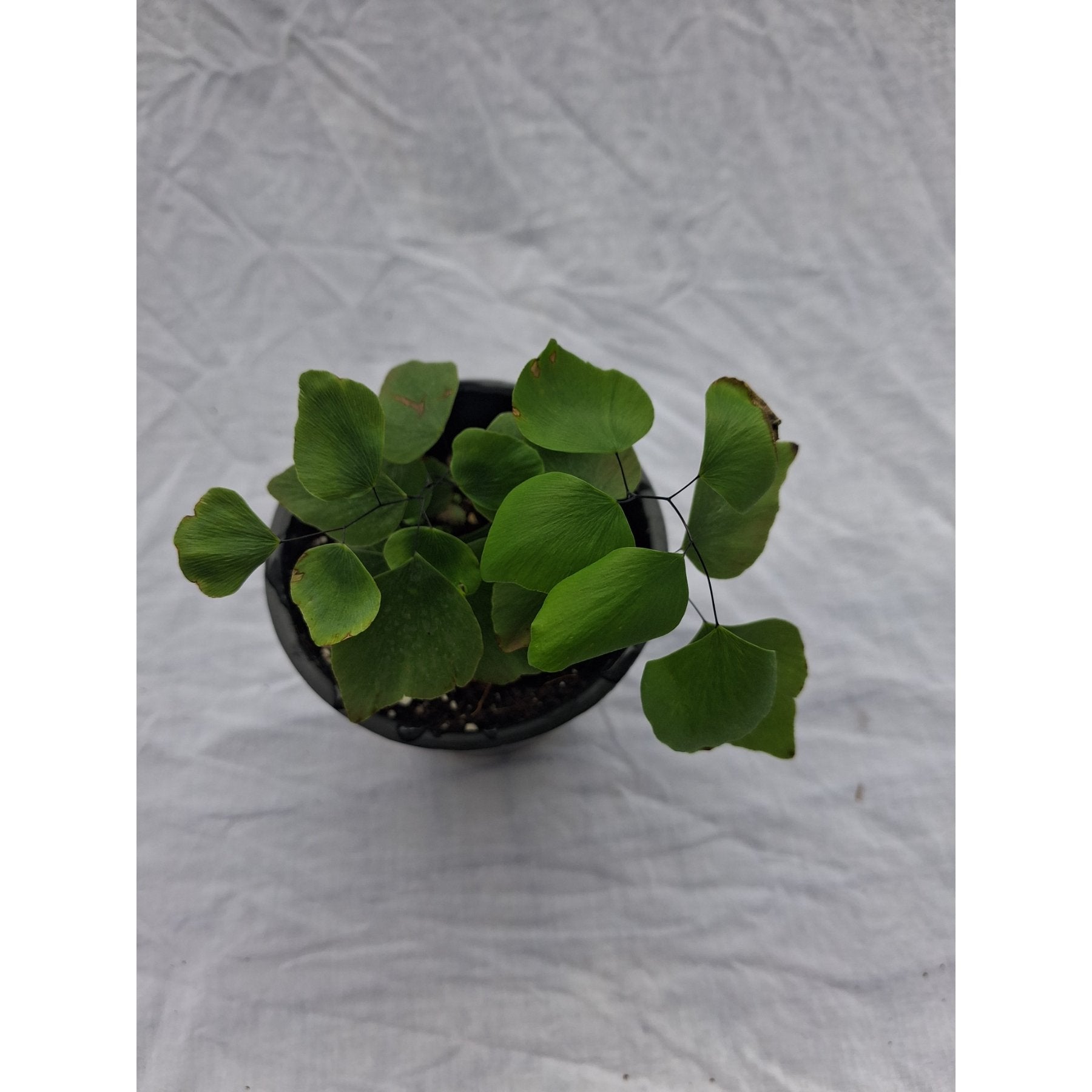 Silver Dollar Fern close up leaf detail – healthy nursery plant – Foliages.in