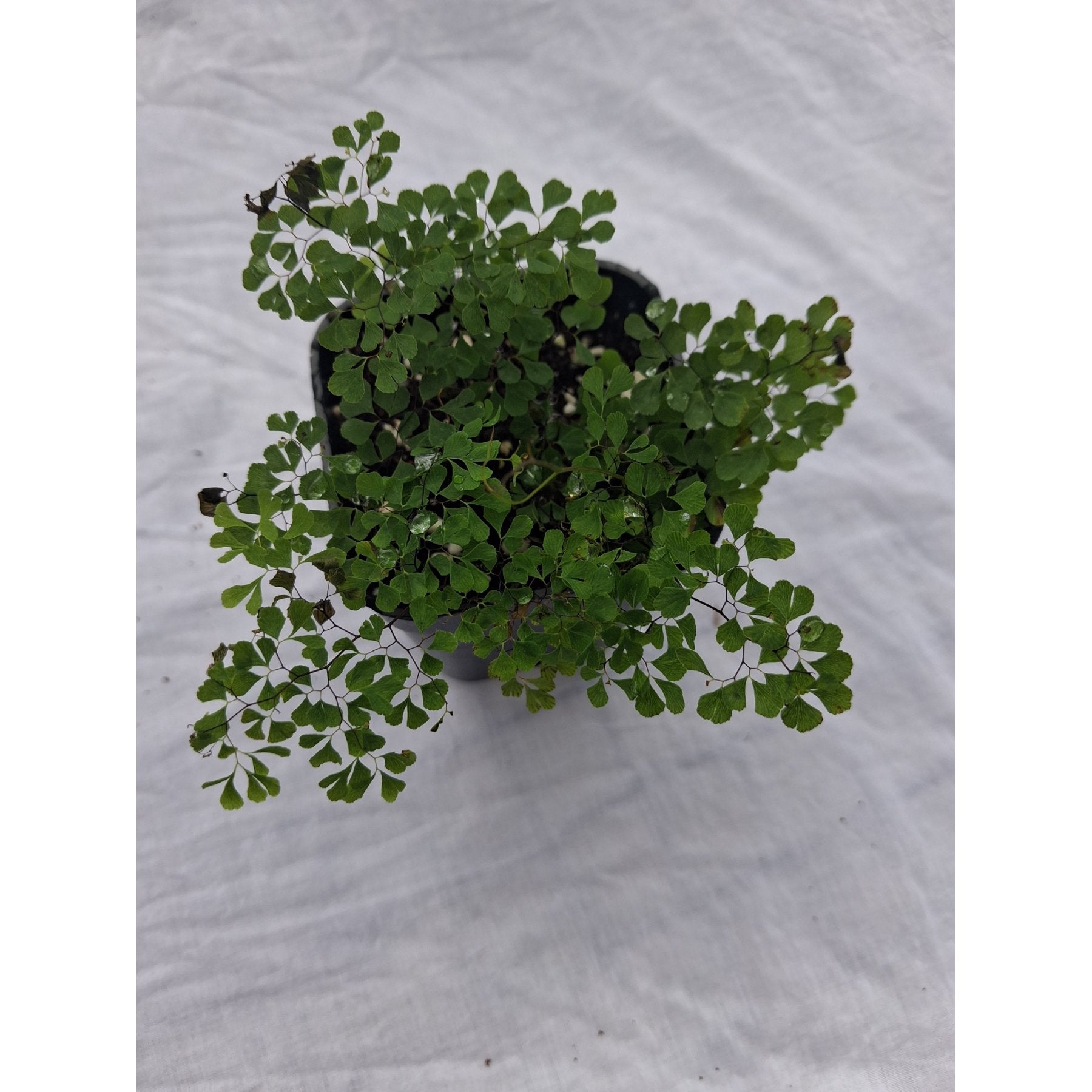 Dwarf Maidenhair Fern close up leaf detail – healthy nursery plant – Foliages.in