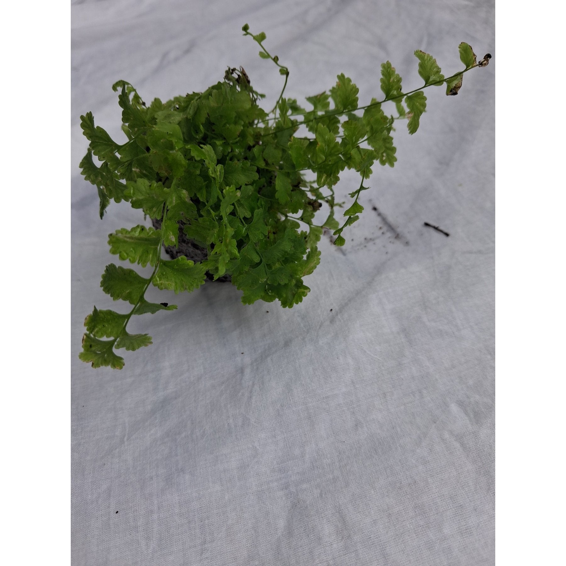 Pom Pom Fern close up leaf detail – healthy nursery plant – Foliages.in