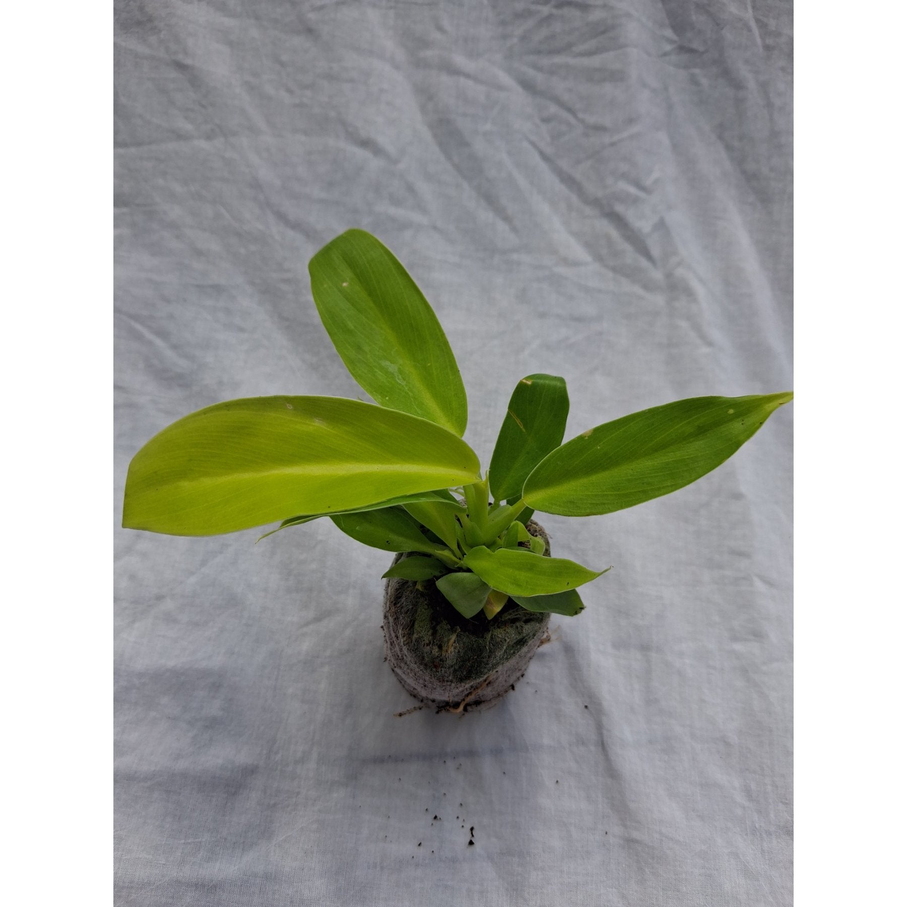 Philodendron Moonshine close up leaf detail – healthy nursery plant – Foliages.in