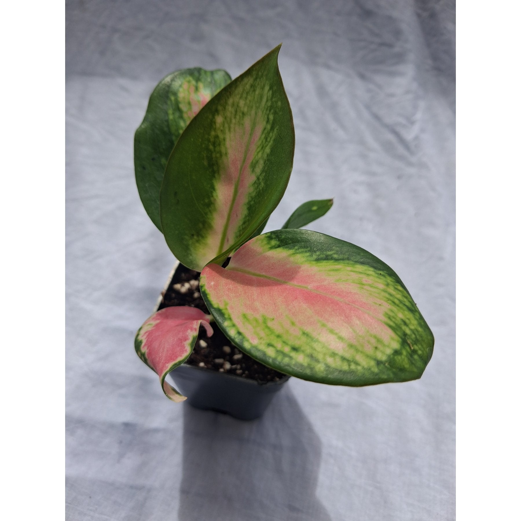 Aglaonema China Red close up leaf detail – healthy nursery plant – Foliages.in