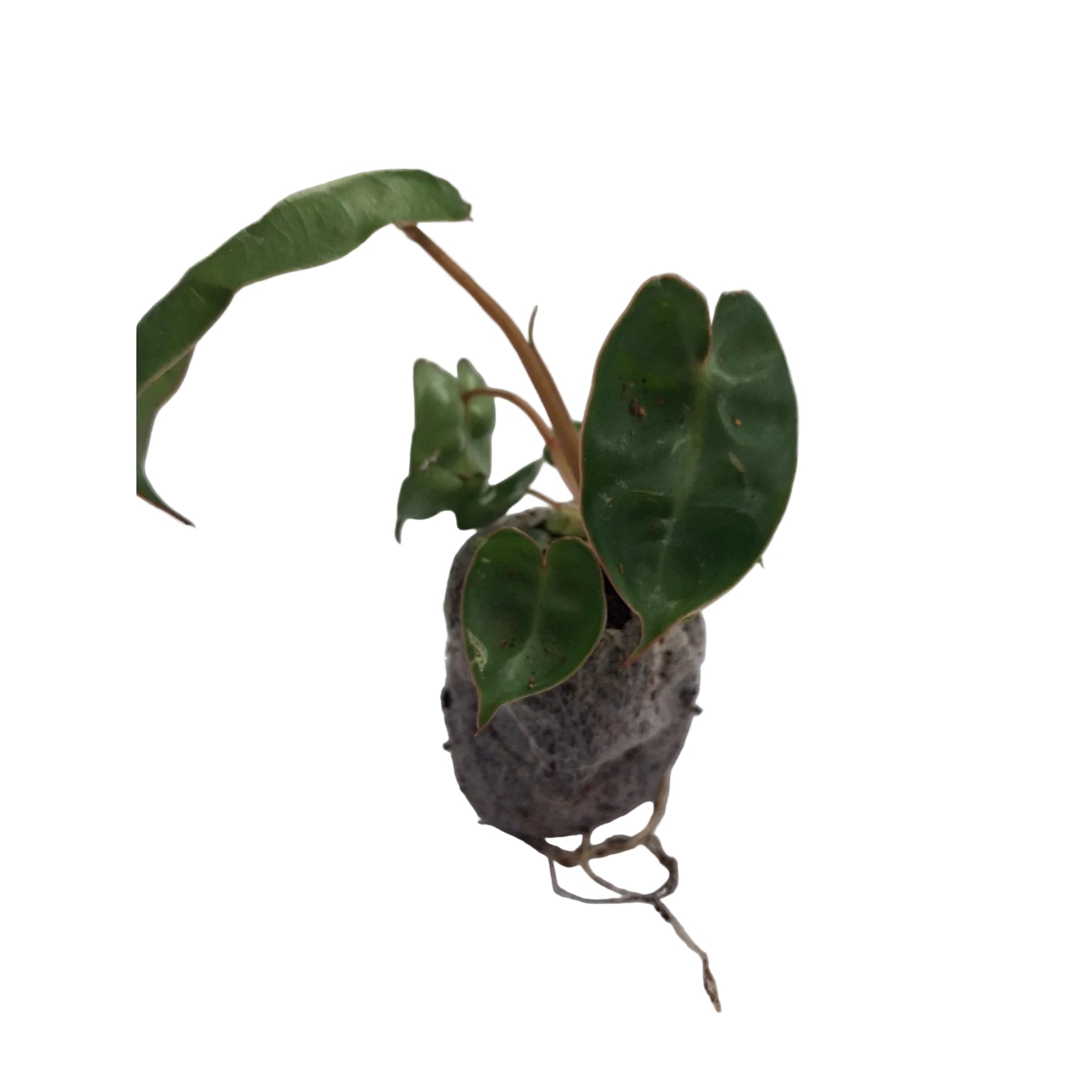 Philodendron Billietiae close up leaf detail – healthy nursery plant – Foliages.in