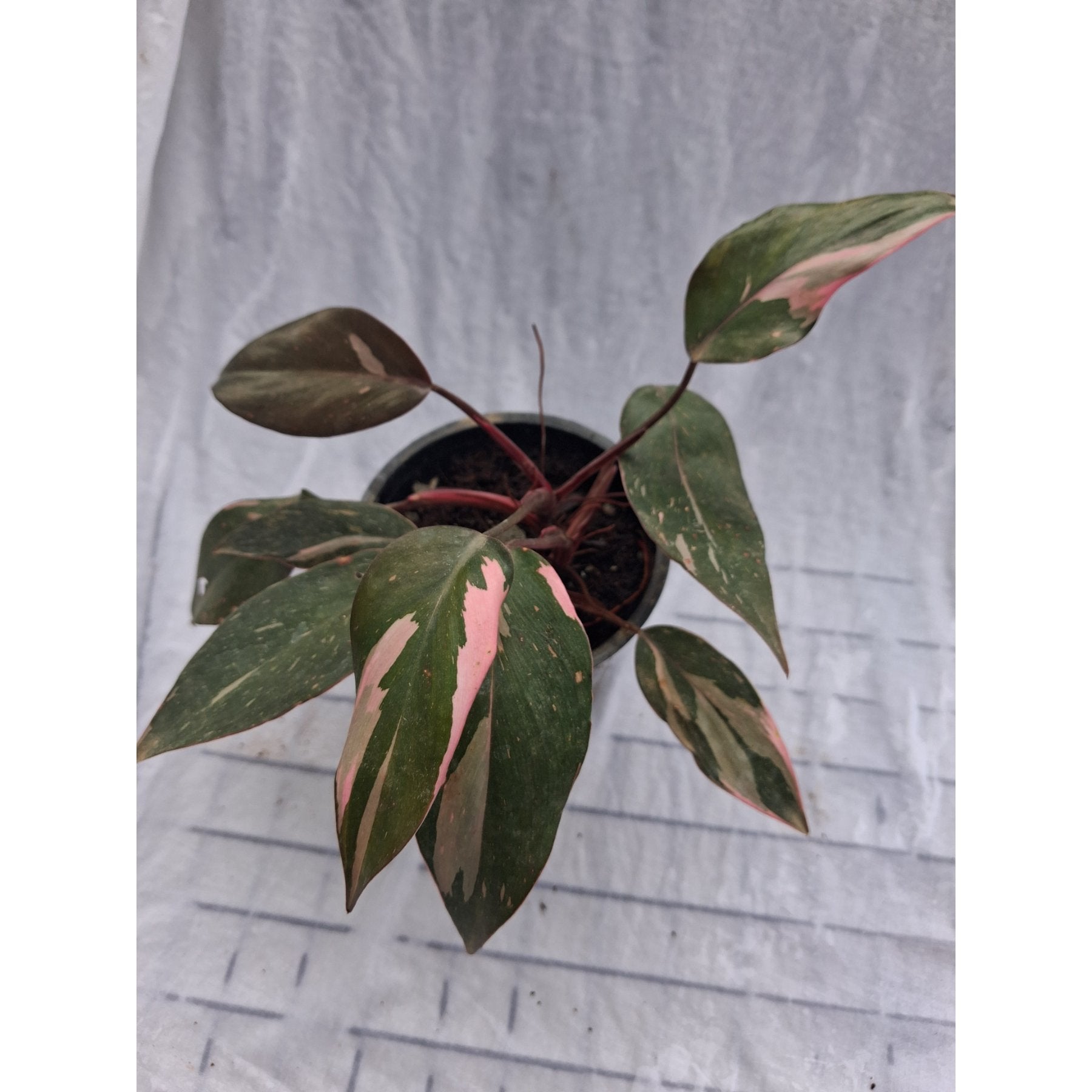 Philodendron Pink Princess Marble close up leaf detail – healthy nursery plant – Foliages.in