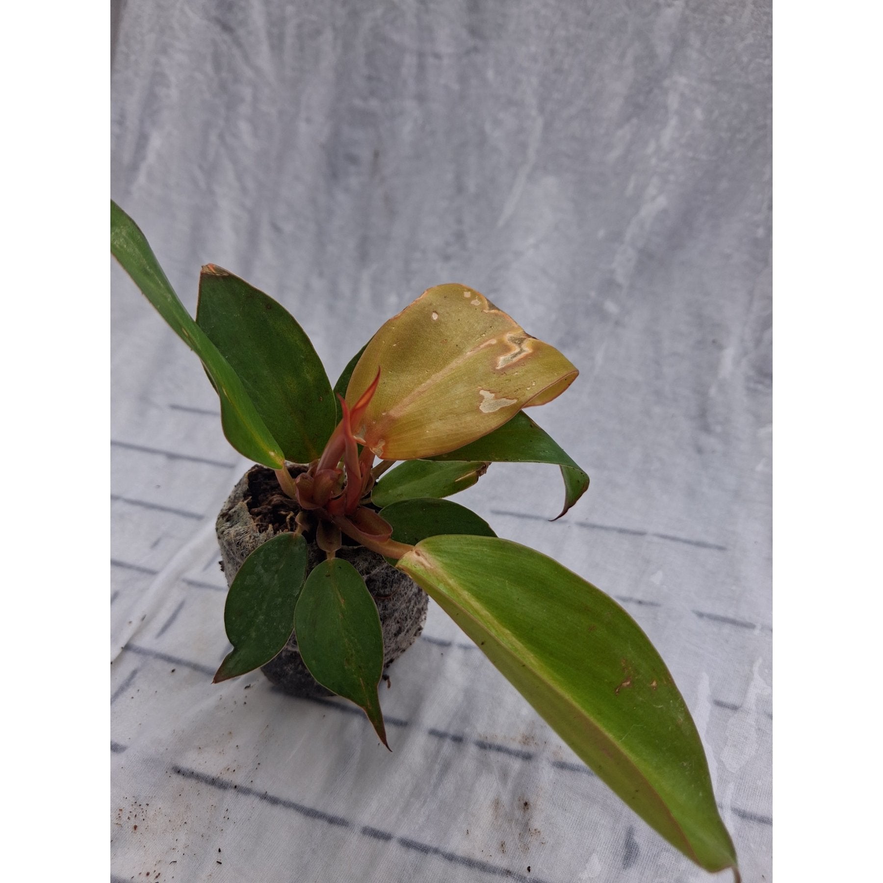 Philodendron Prince of Orange close up leaf detail – healthy nursery plant – Foliages.in