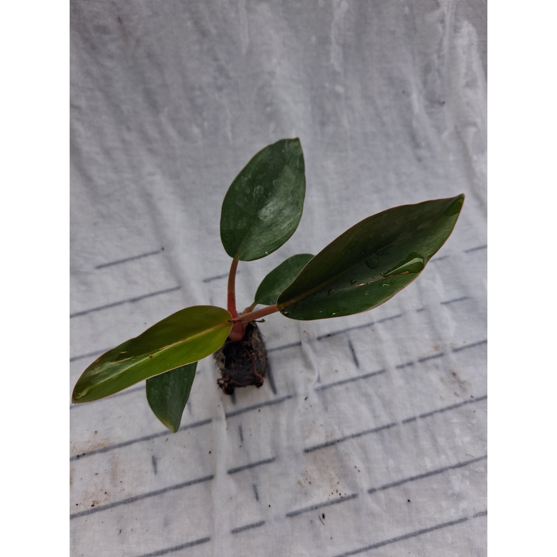 Philodendron Red Congo close up leaf detail – healthy nursery plant – Foliages.in