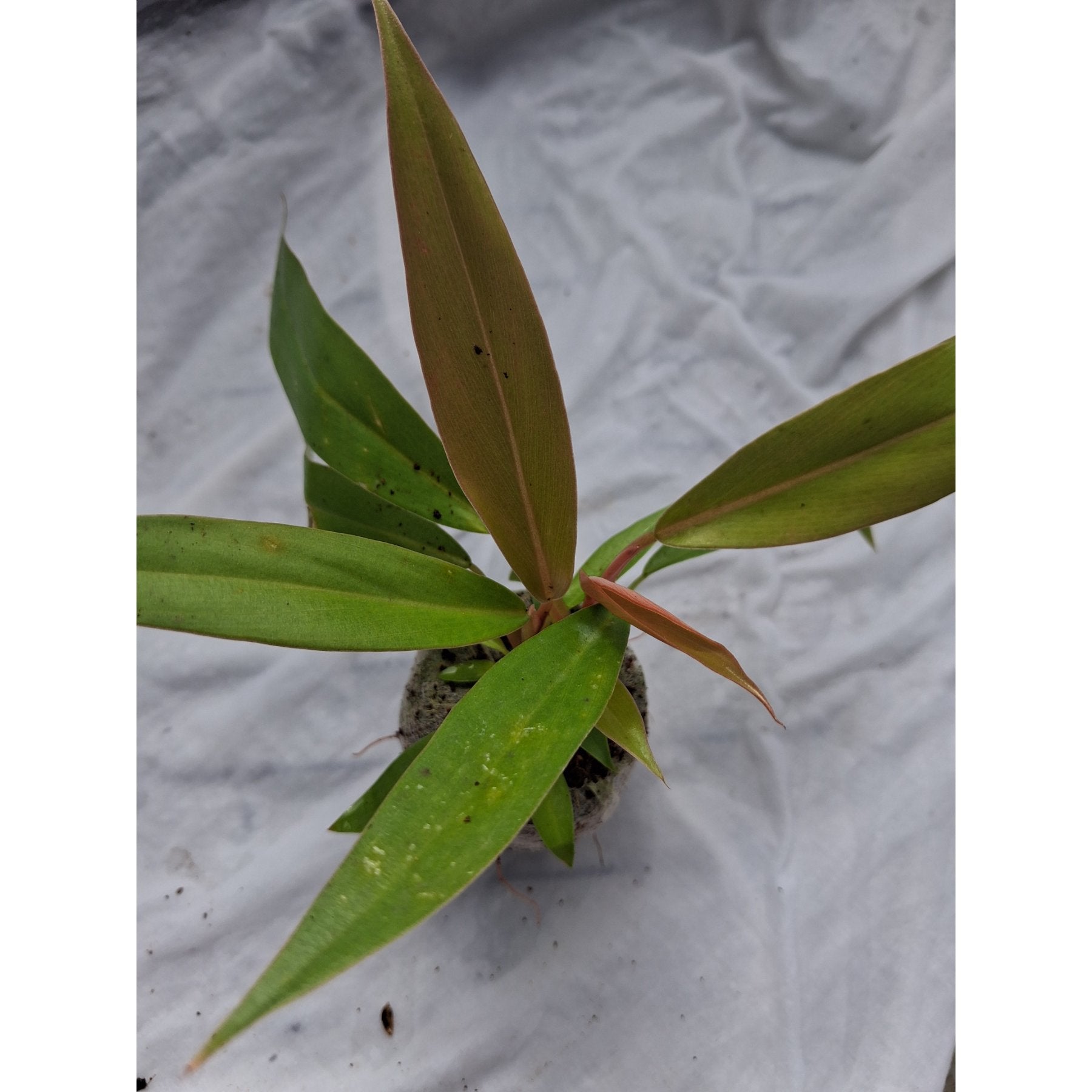 Philodendron Caramel Pluto close up leaf detail – healthy nursery plant – Foliages.in