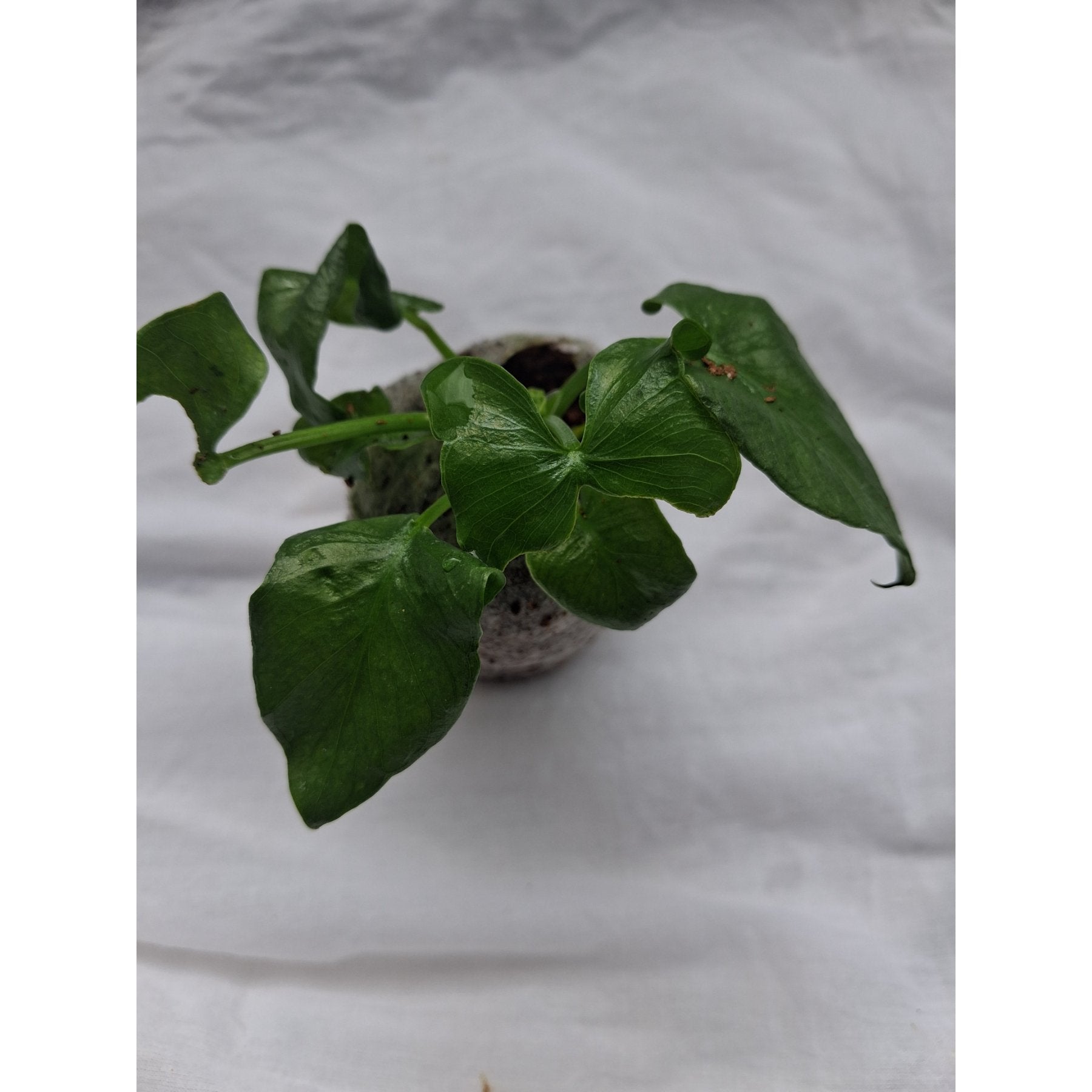 Philodendron Super Atom close up leaf detail – healthy nursery plant – Foliages.in