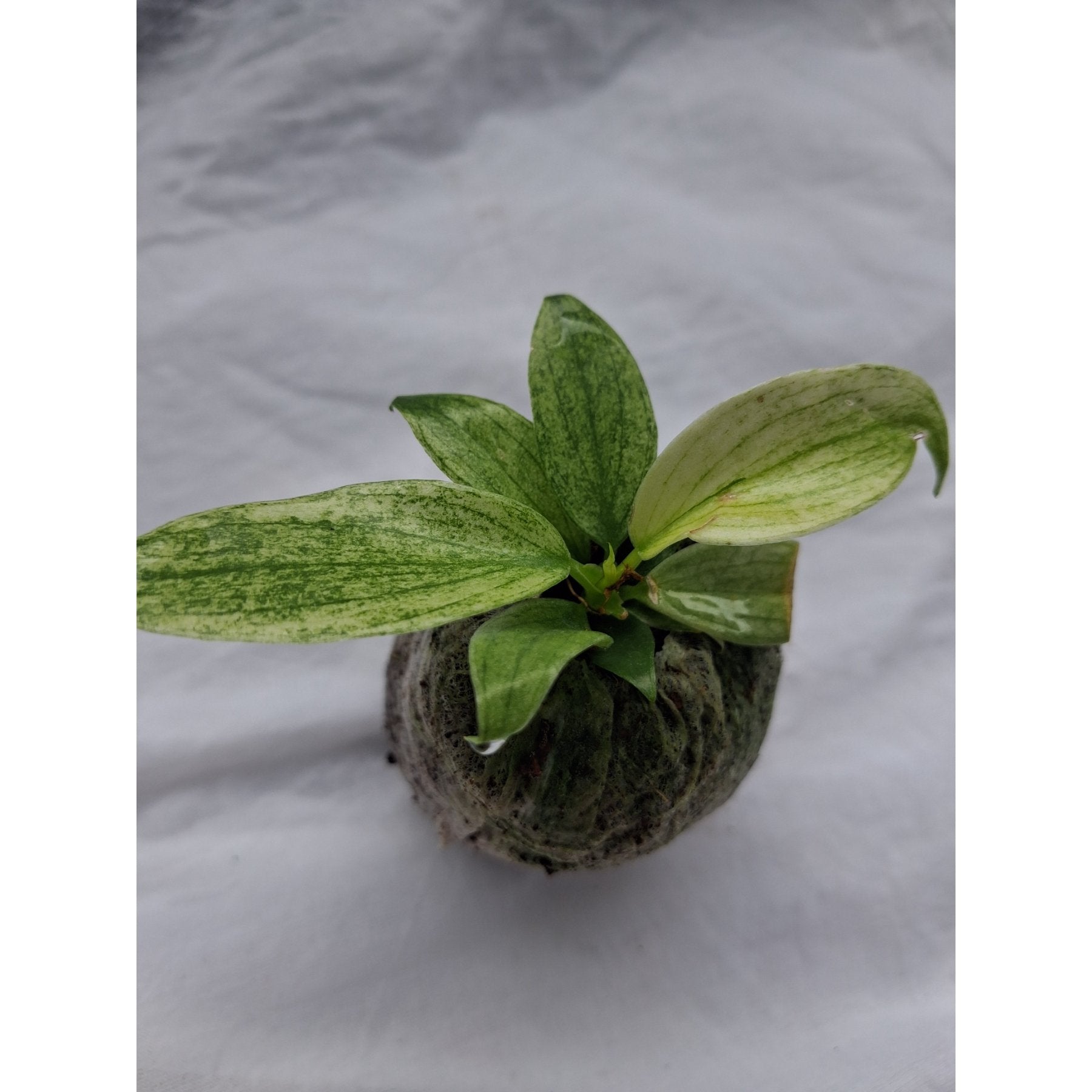 Philodendron Florida Ghost Mint close up leaf detail – healthy nursery plant – Foliages.in