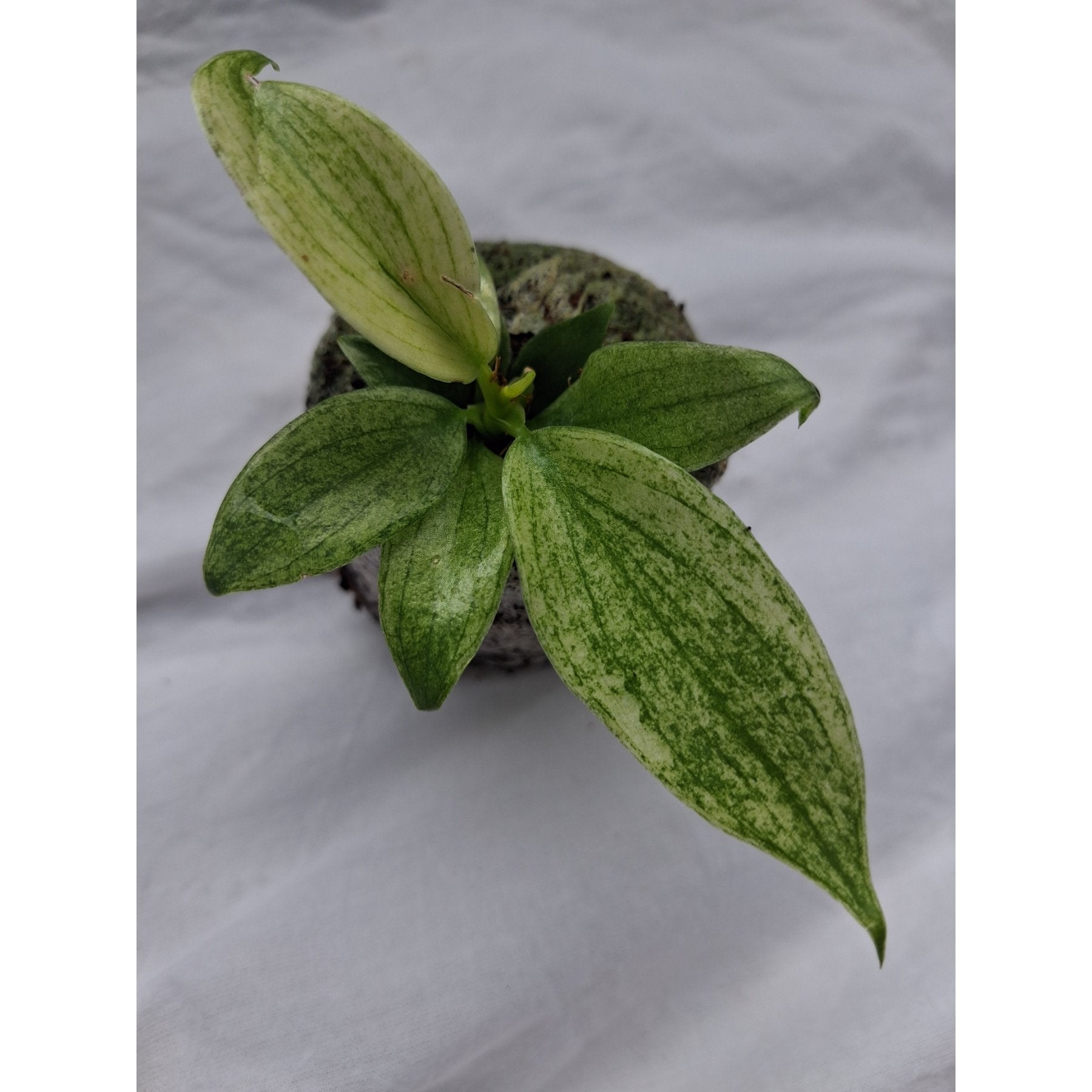 Philodendron Florida Ghost Mint close up leaf detail – healthy nursery plant – Foliages.in