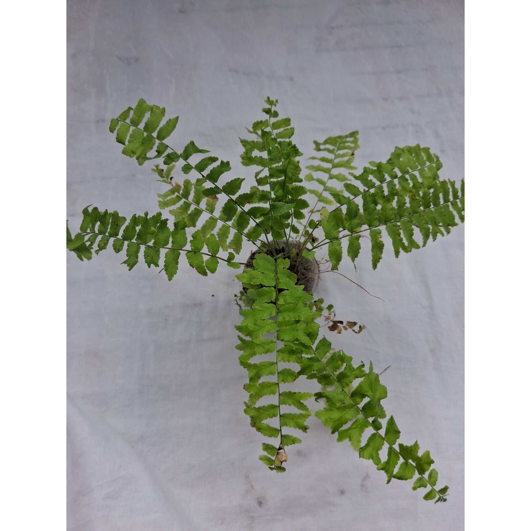 Nephrolepis Falcata Fishtail Fern close up leaf detail – healthy nursery plant – Foliages.in
