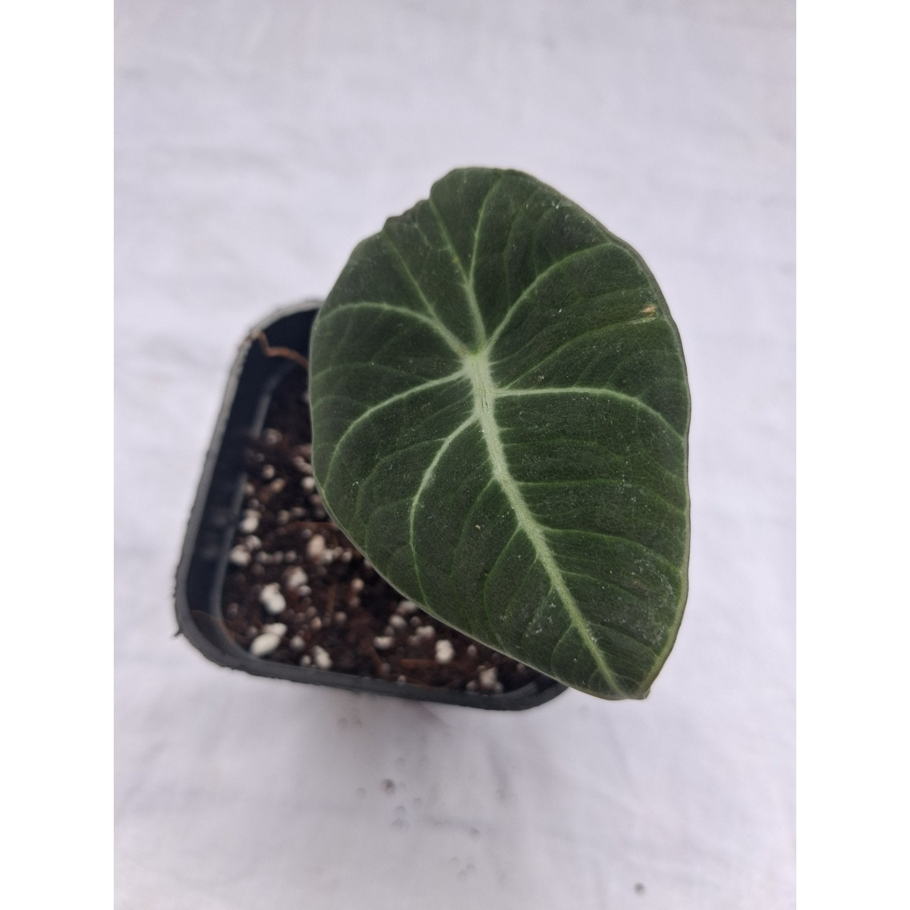 Alocasia Black Velvet close up leaf detail – healthy nursery plant – Foliages.in
