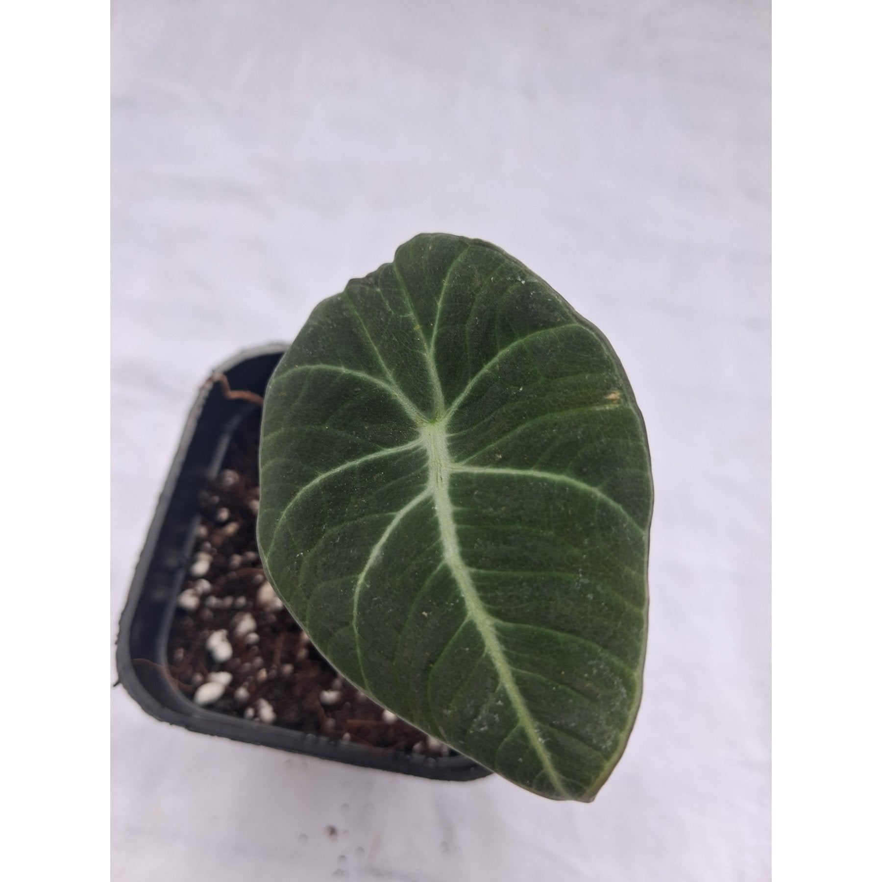 Alocasia Black Velvet close up leaf detail – healthy nursery plant – Foliages.in