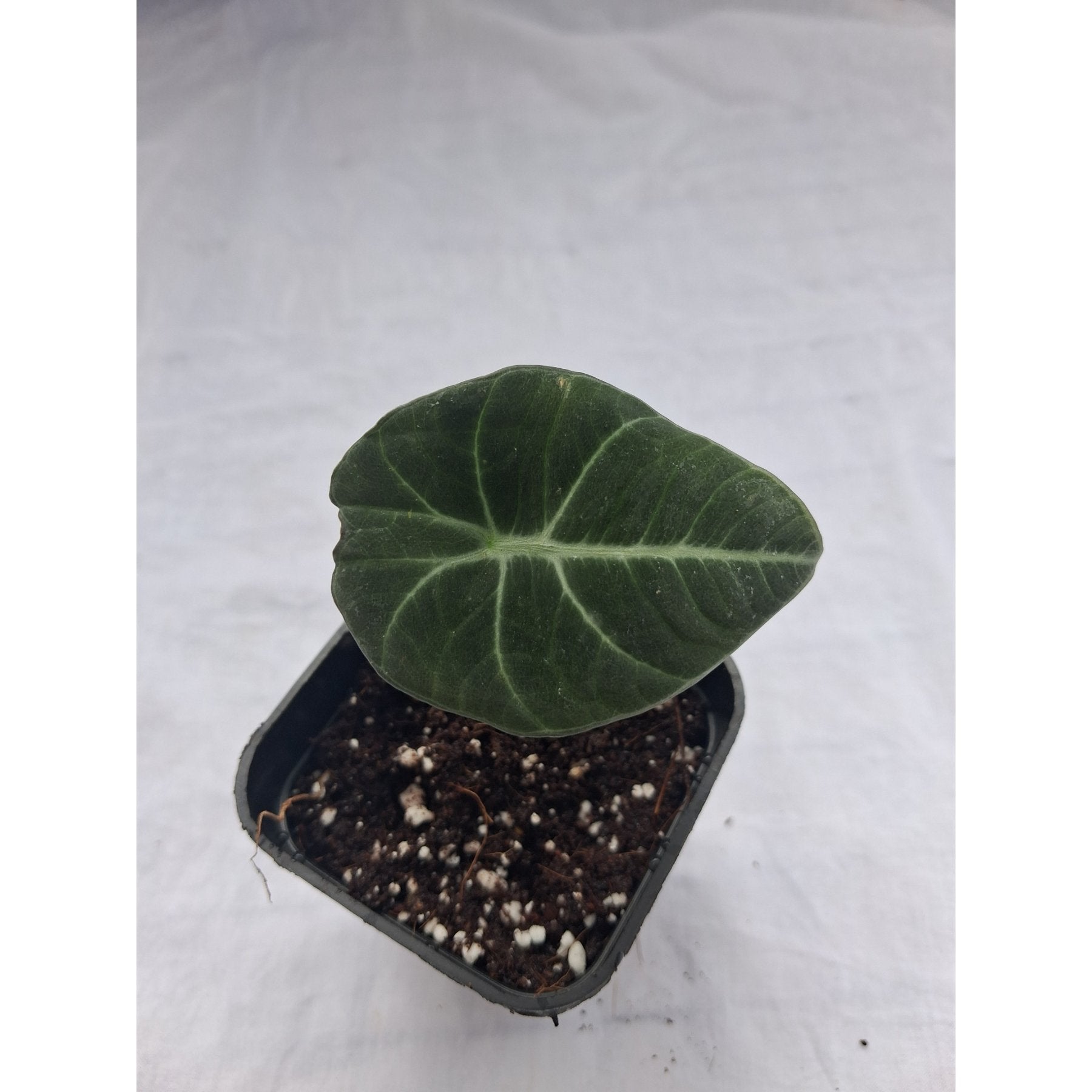 Alocasia Black Velvet close up leaf detail – healthy nursery plant – Foliages.in