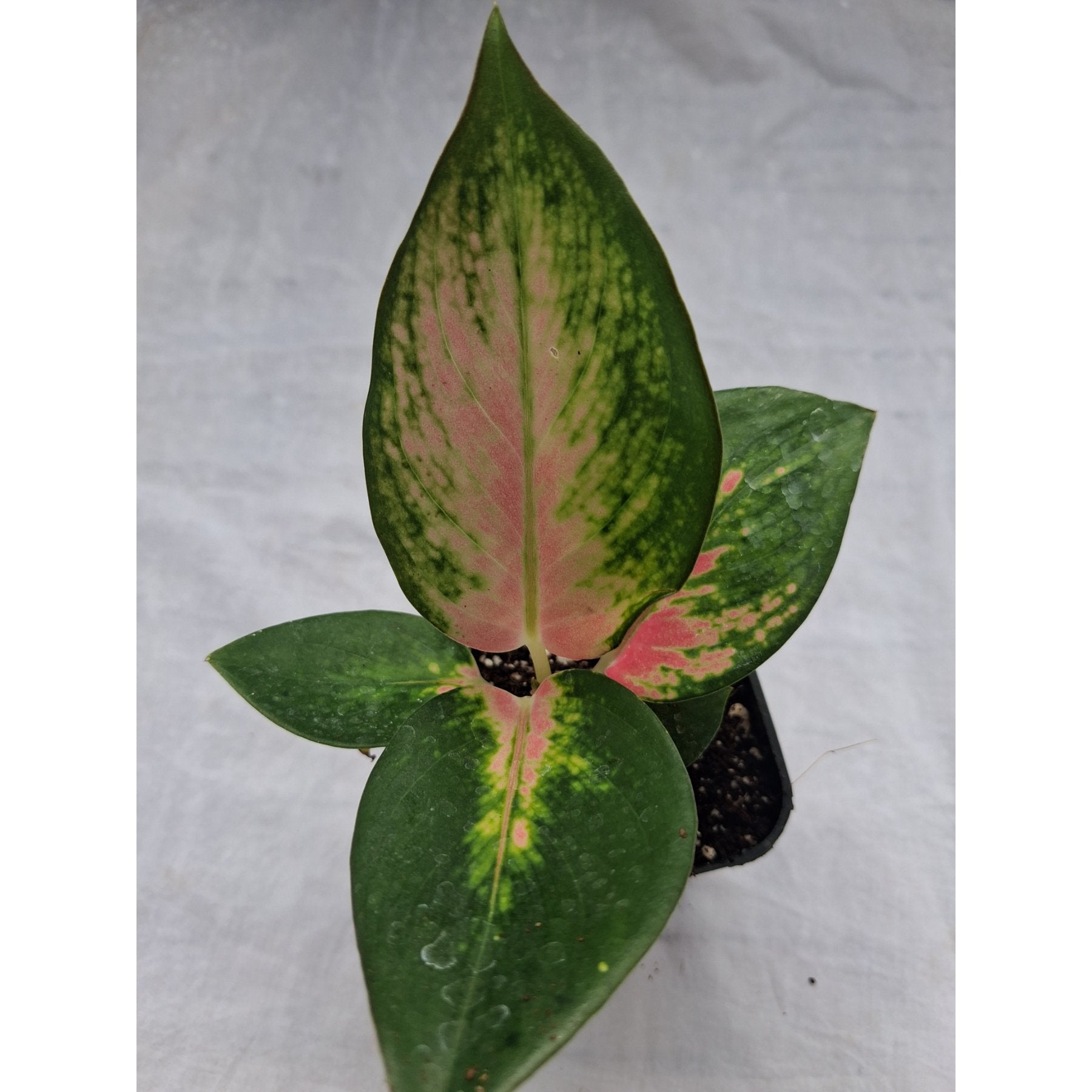 Aglaonema China Red – Vibrant red and green Aglaonema foliage – Foliages India