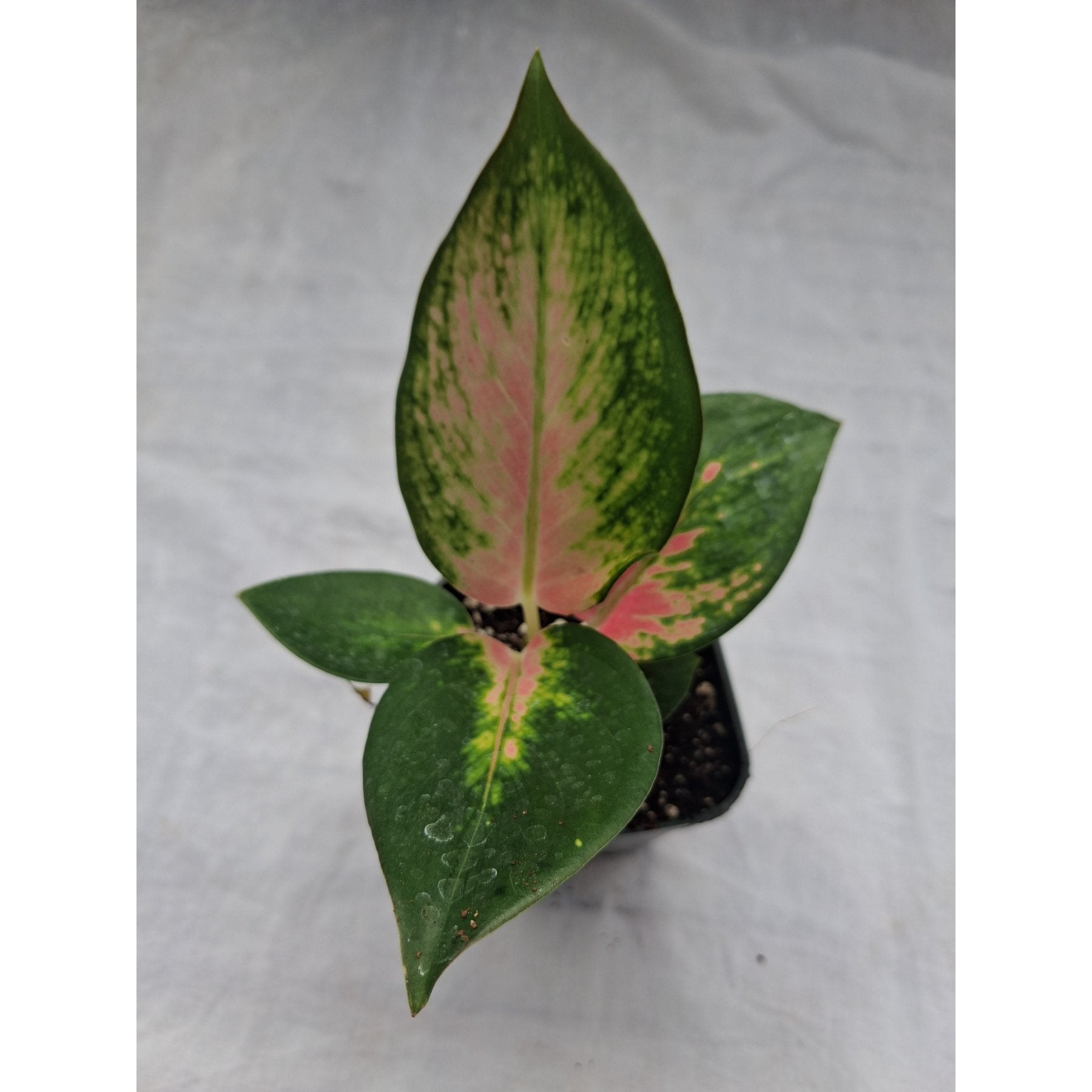Aglaonema China Red close up leaf detail – healthy nursery plant – Foliages.in