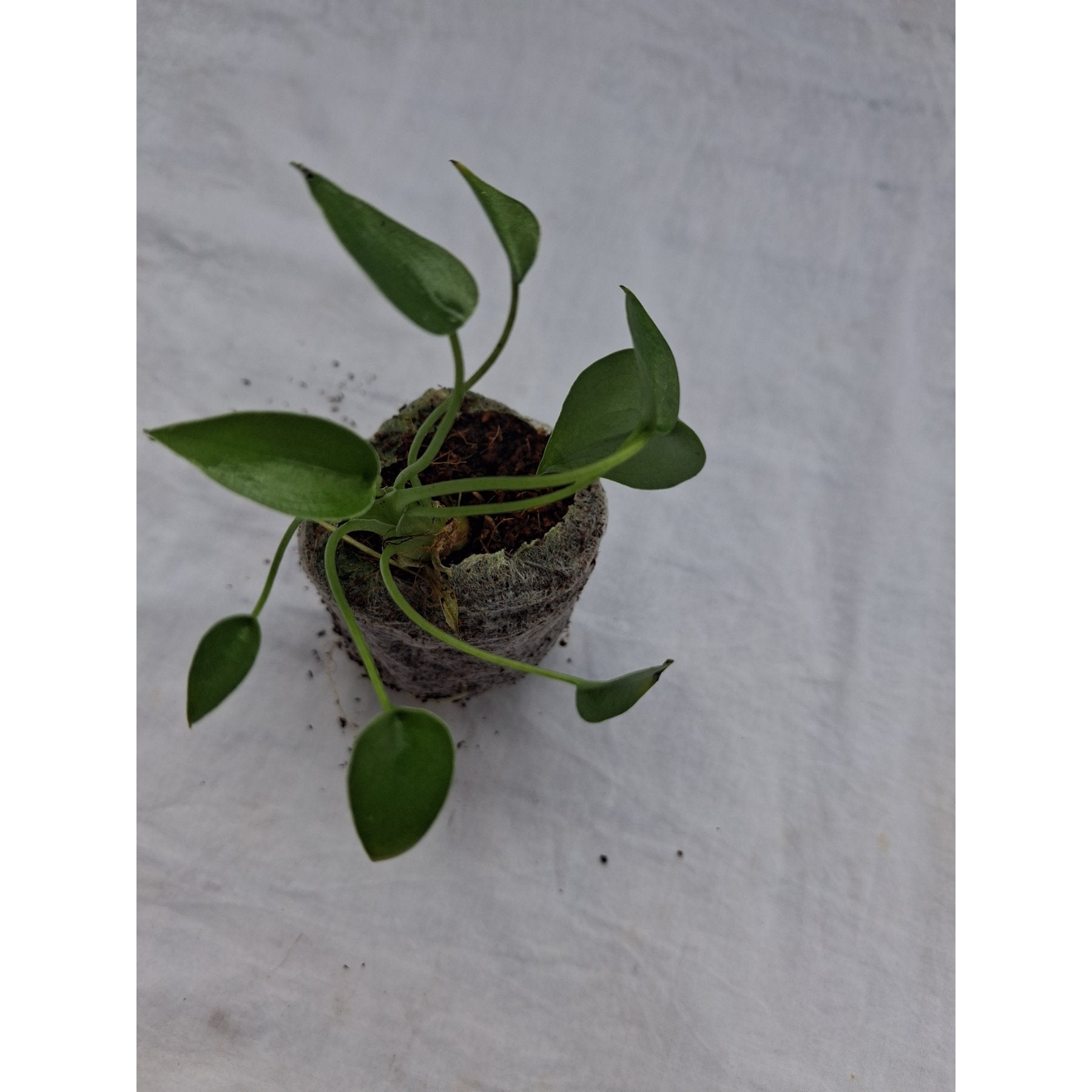 Alocasia Tiny Dancer close up leaf detail – healthy nursery plant – Foliages.in
