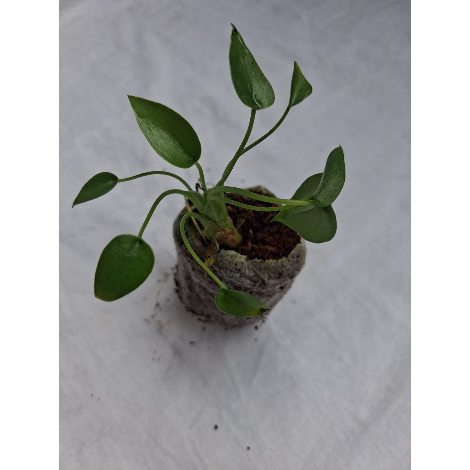 Alocasia Tiny Dancer close up leaf detail – healthy nursery plant – Foliages.in