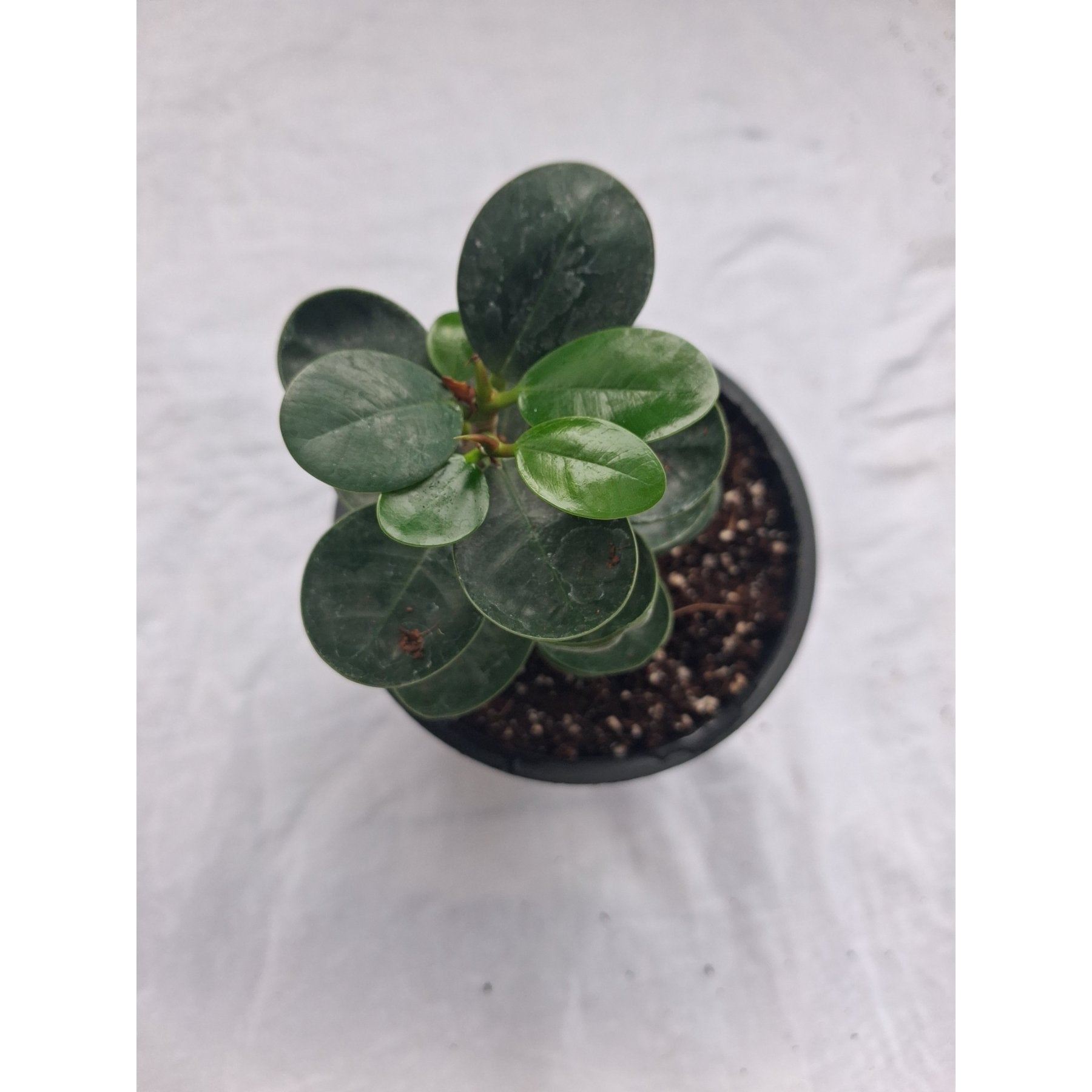 Compact Ficus close up leaf detail – healthy nursery plant – Foliages.in